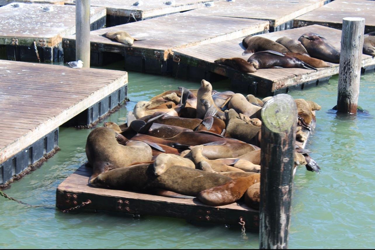 San Francisco Bay Discovery Cruise