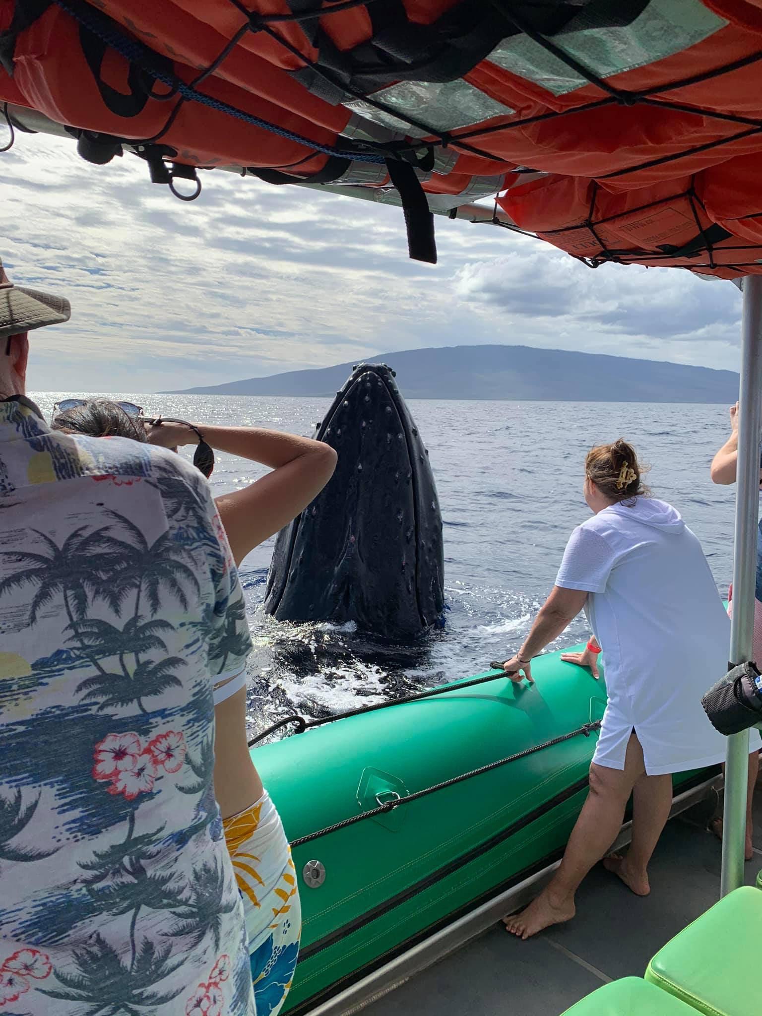 Humpback Whale Watching from Ka'anapali Beach