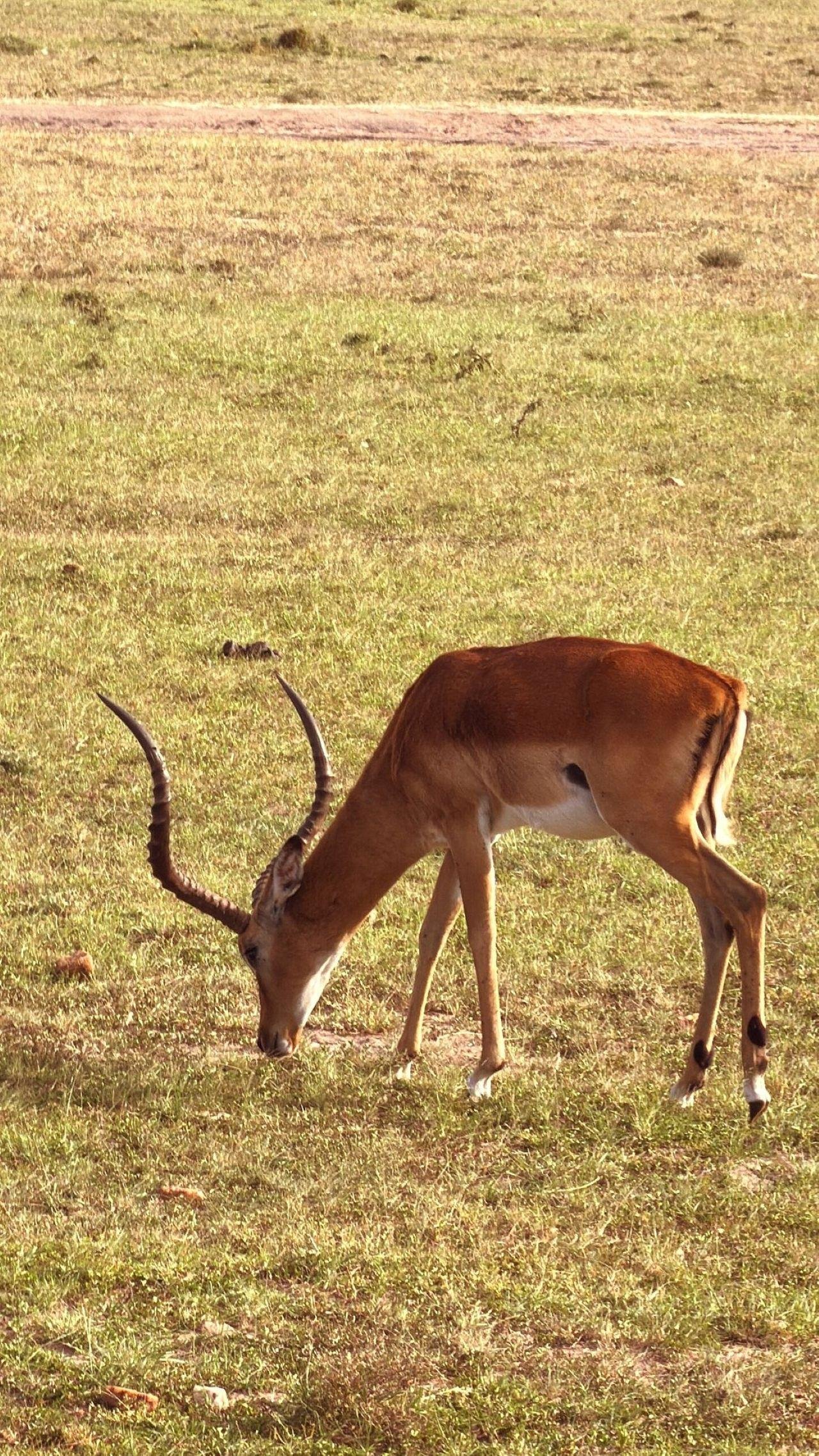 3-Day Maasai Mara Shared Jeep Safari from Nairobi