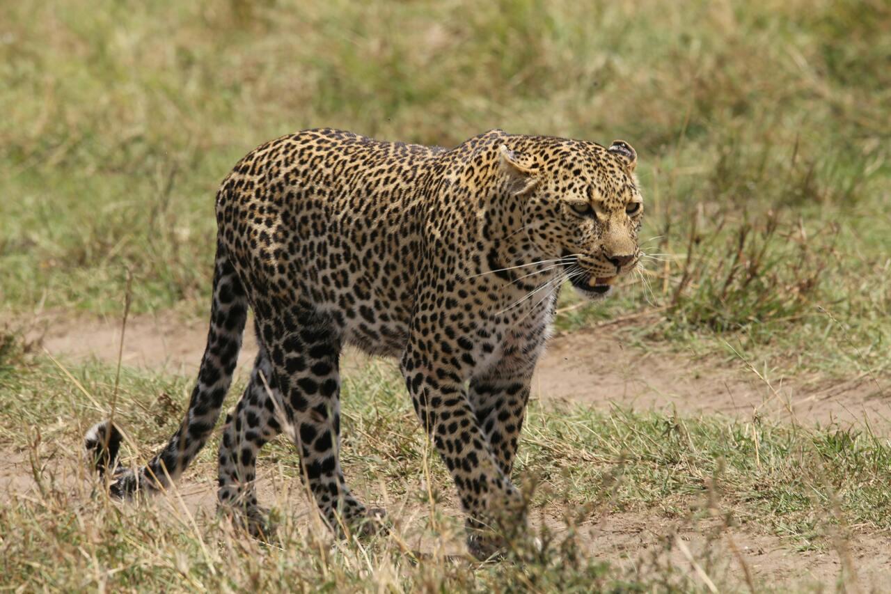 Full-Day Masai Mara Safari from Nairobi