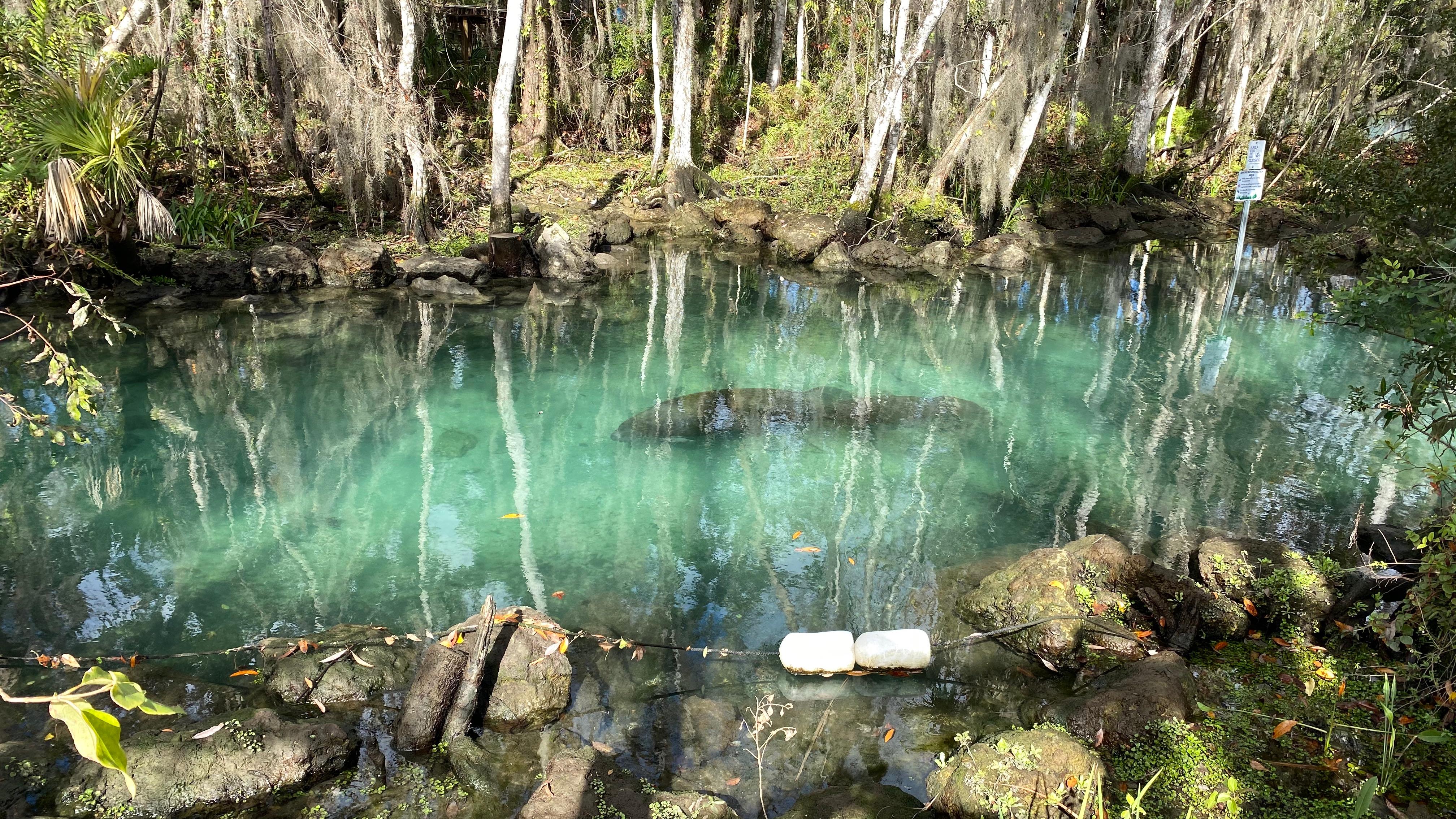 Clear spring pool and wooded shore beside a boardwalk