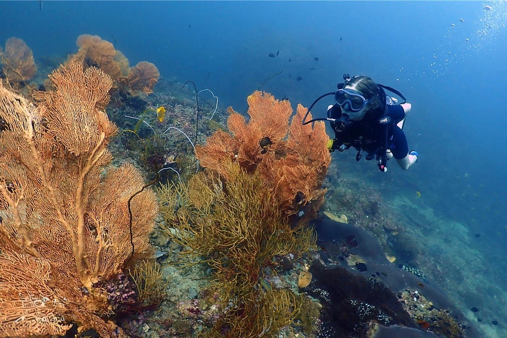 Koh Phi Phi Certified Diver Fun Dive Experience