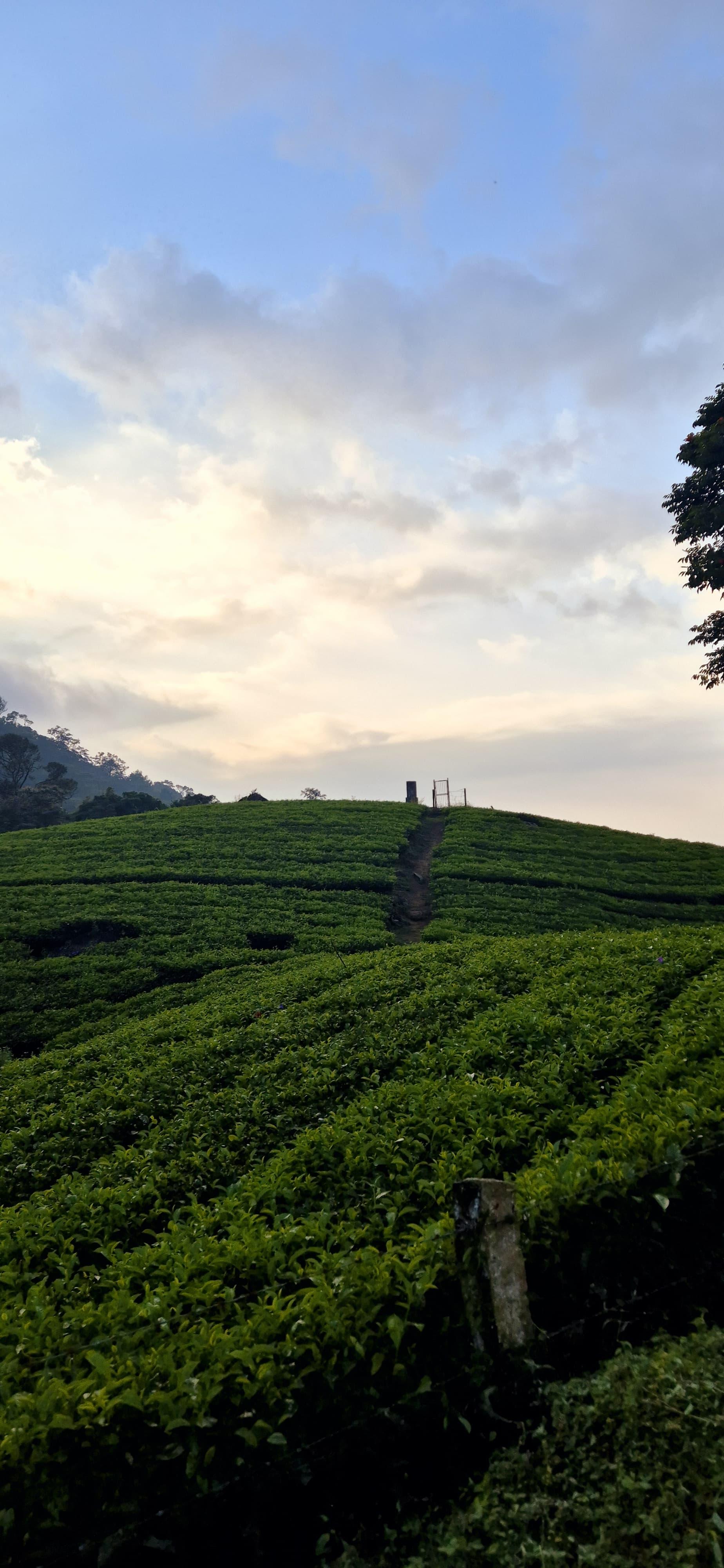 Munnar Wild Elephant Jeep Safari & Waterfall Tour
