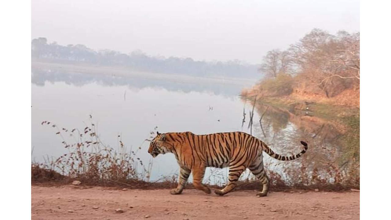 Ranthambore Wildlife Safari Day Tour from Jaipur
