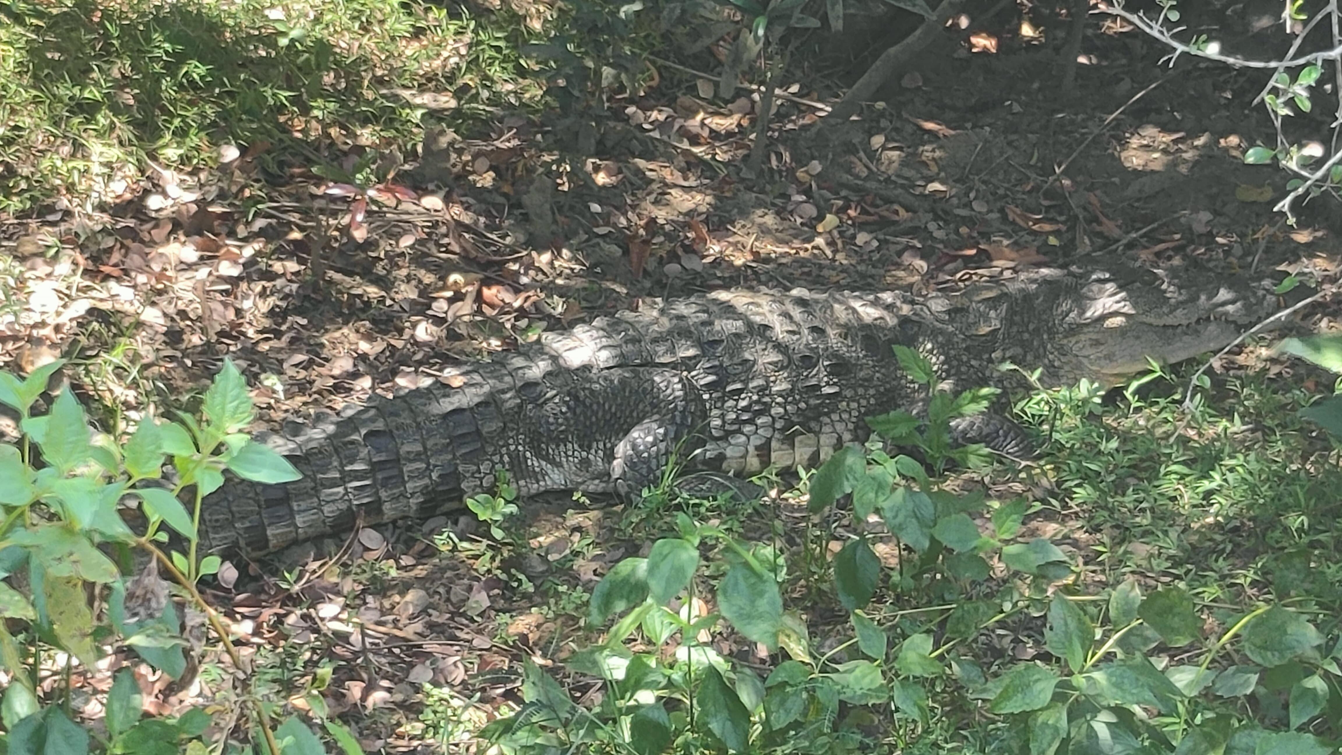 Full-Day Wilpattu National Park Safari from Anuradhapura