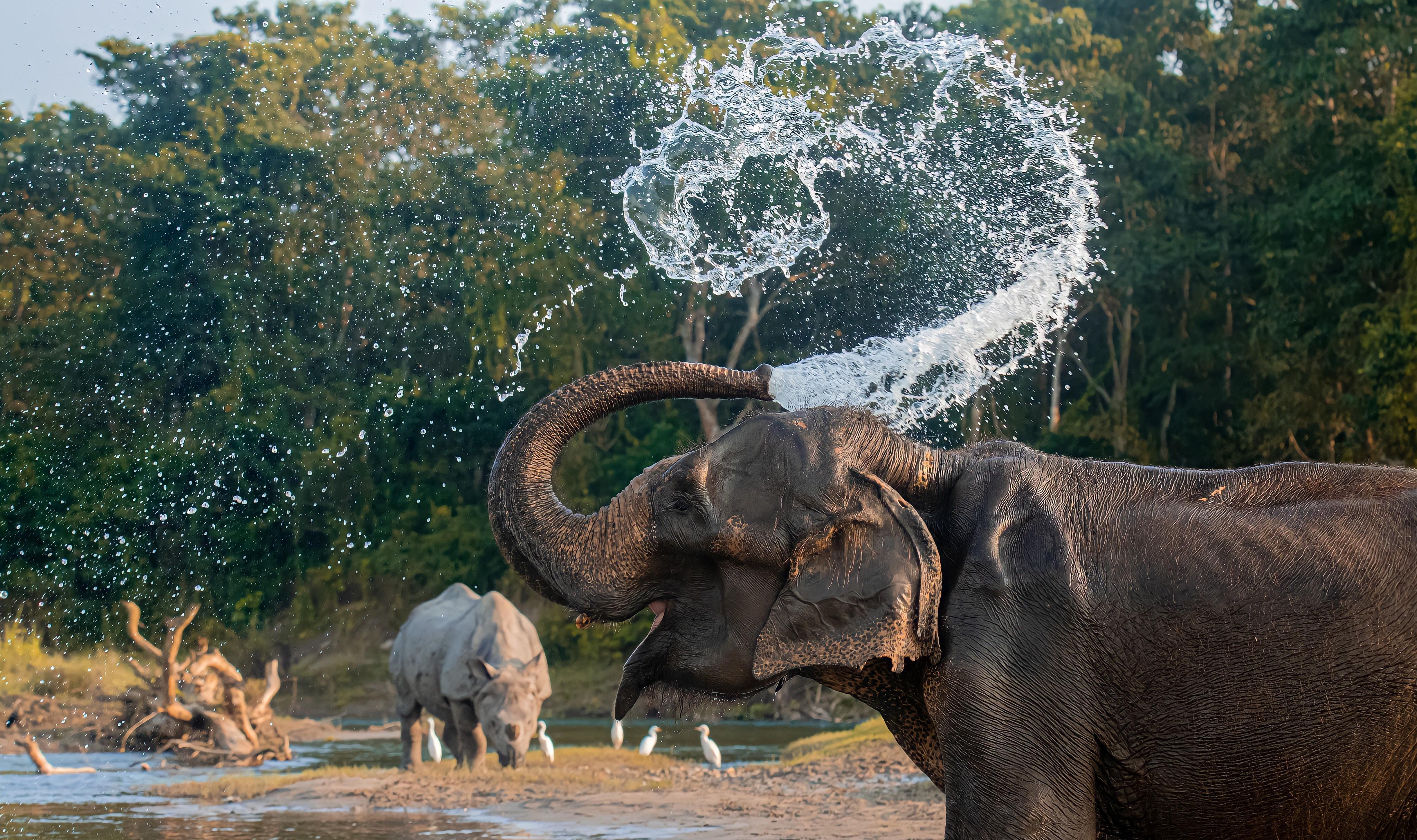 3-Day Chitwan National Park Wildlife Safari from Kathmandu or Pokhara