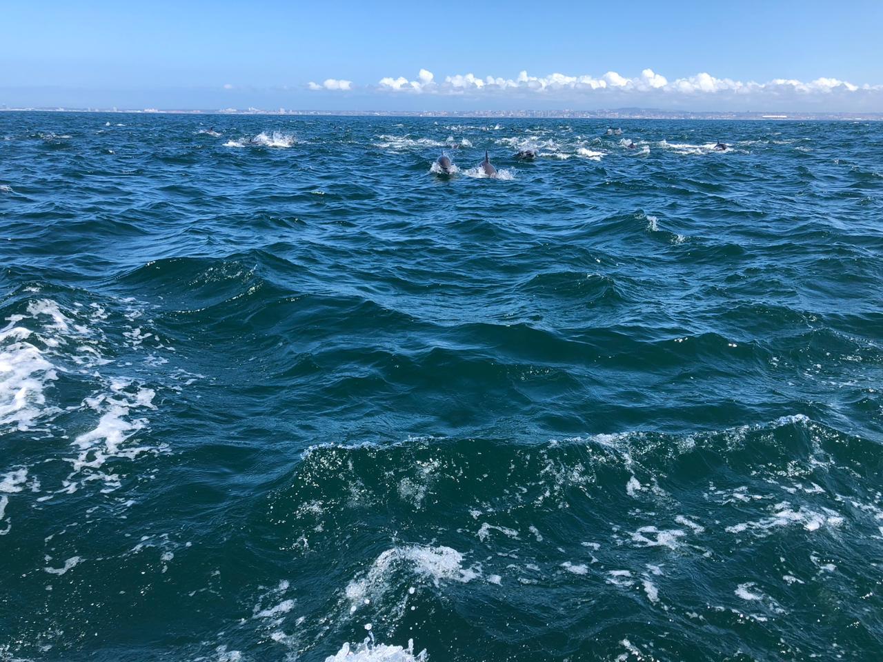 Lisbon Ocean Safari with Marine Biologists