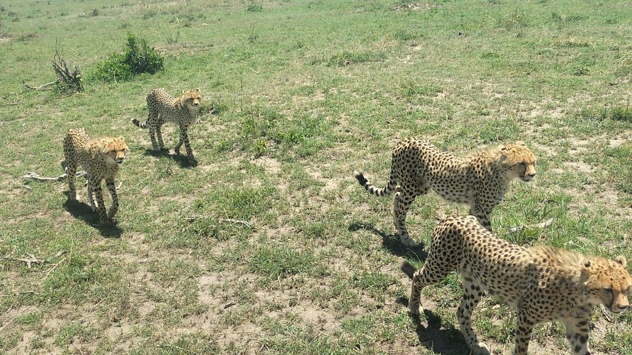 Nairobi to Masai Mara Safari & Masai Village Day Trip