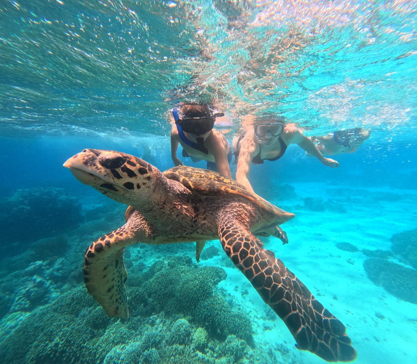 Menjangan Island Snorkeling Experience with Lunch