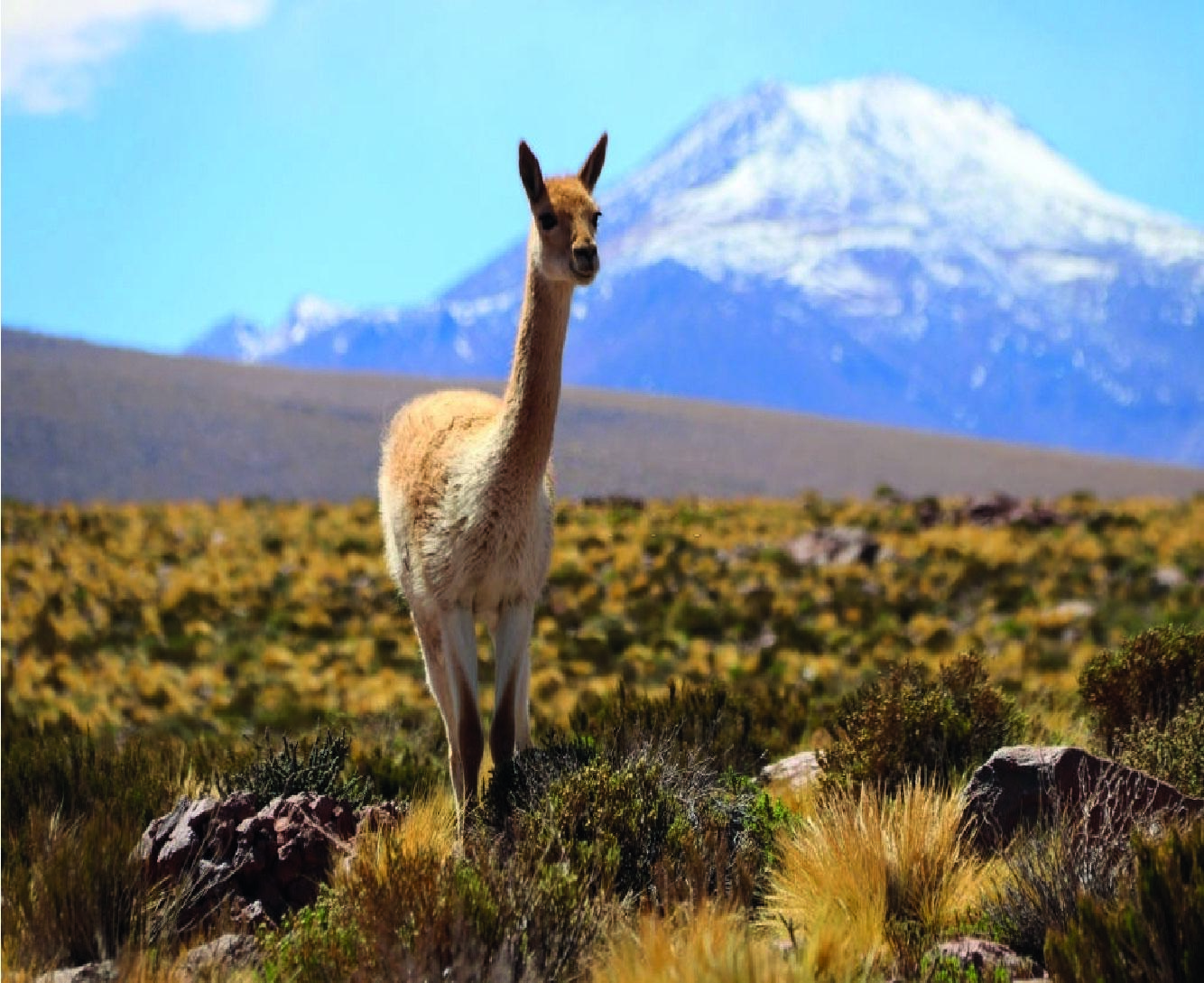 2-Day Colca Canyon Adventure with Transfer to Puno