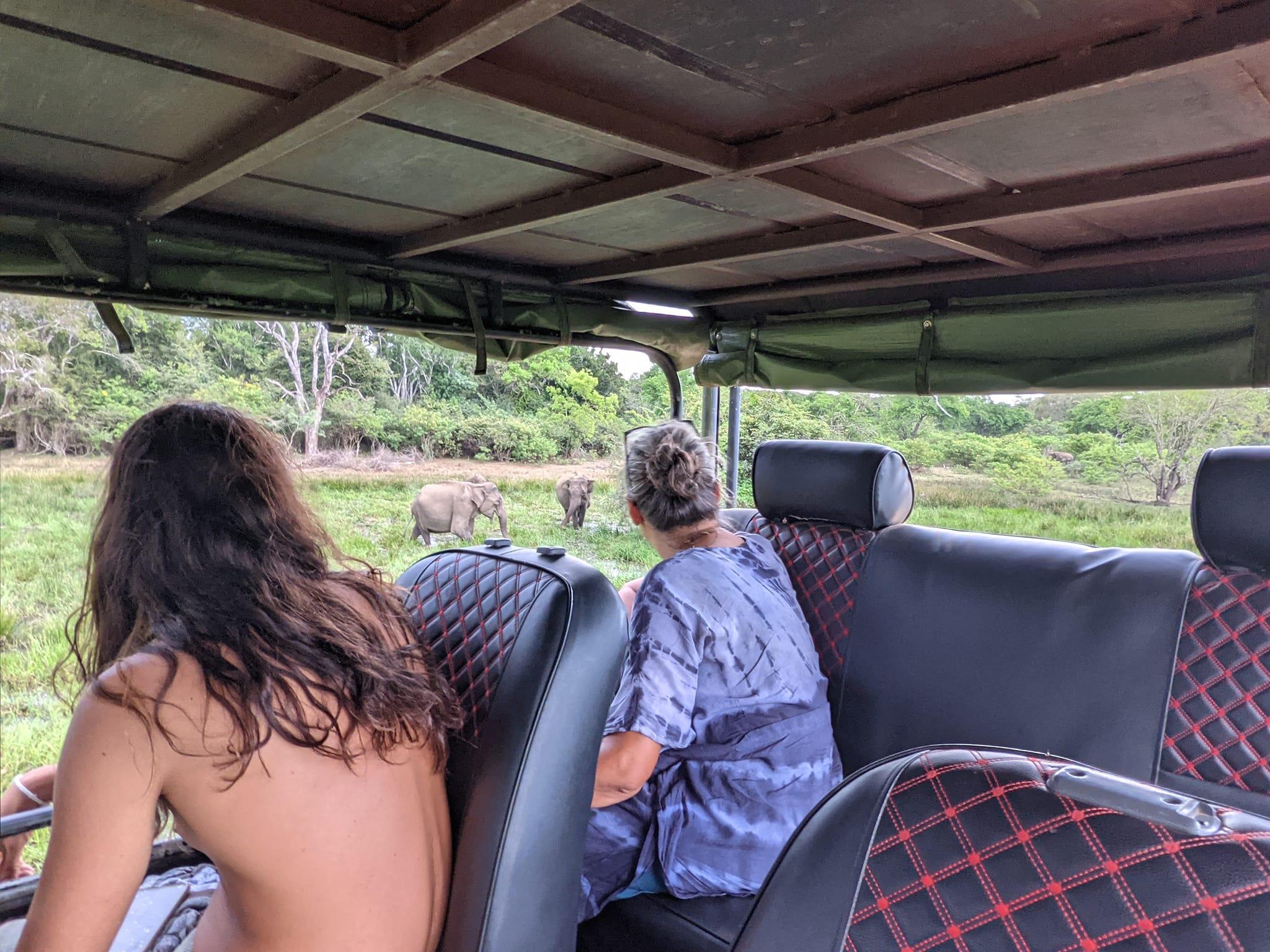 Full-Day Wilpattu National Park Safari Adventure