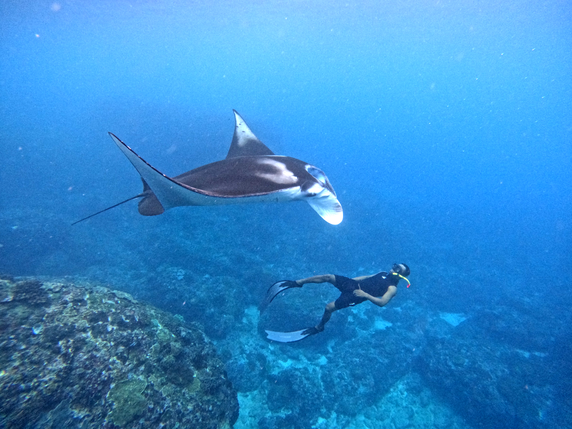 Nusa Penida Manta Ray Snorkeling & Mangrove Kayak Adventure