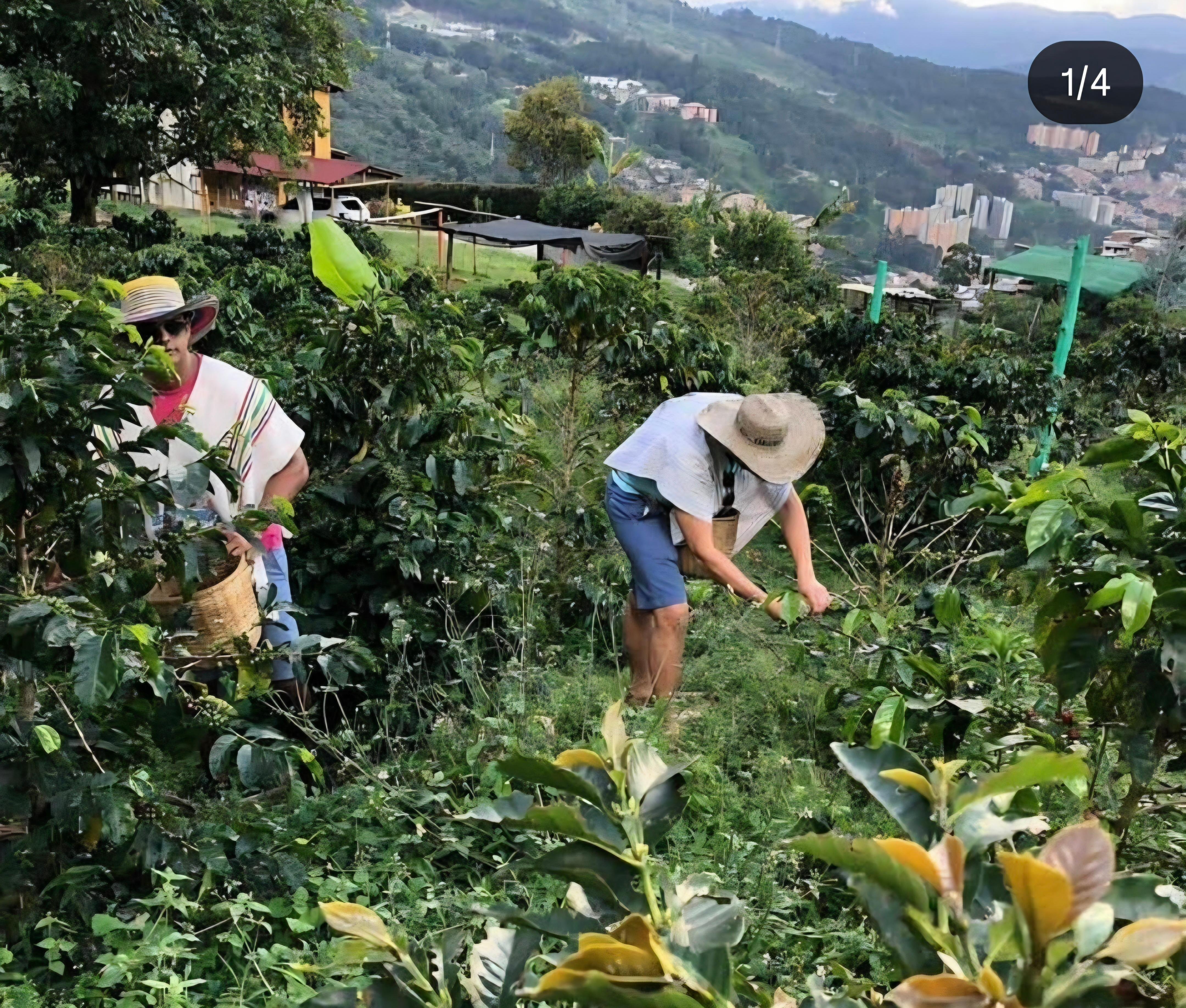 Traditional Coffee Farm Experience in Medellín
