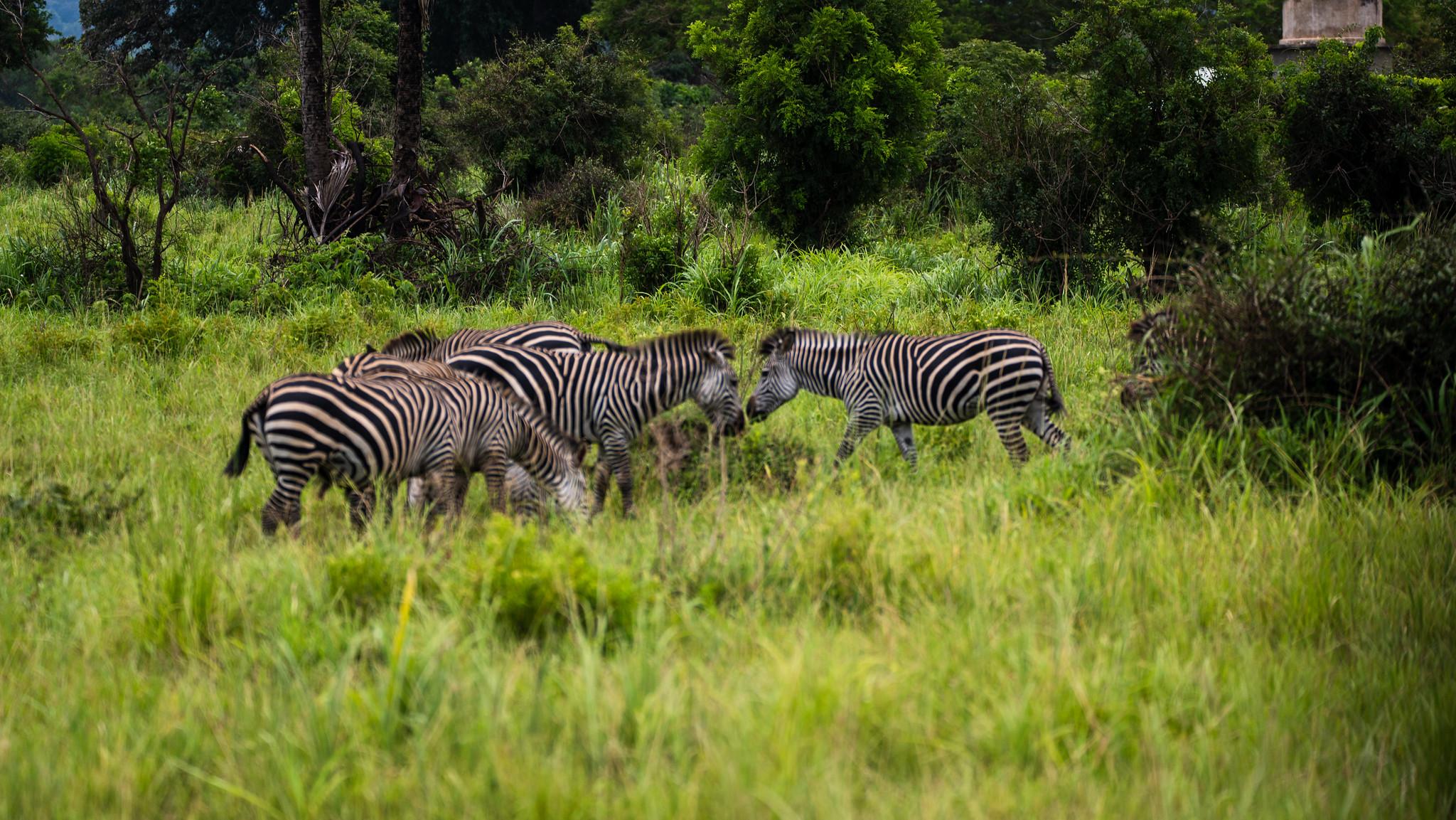 Zanzibar to Mikumi: Fly-In Safari Day Trip with Bush Lunch