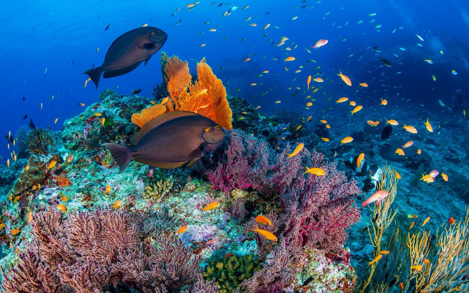 Similan Islands Full-Day Speedboat & Snorkel Adventure