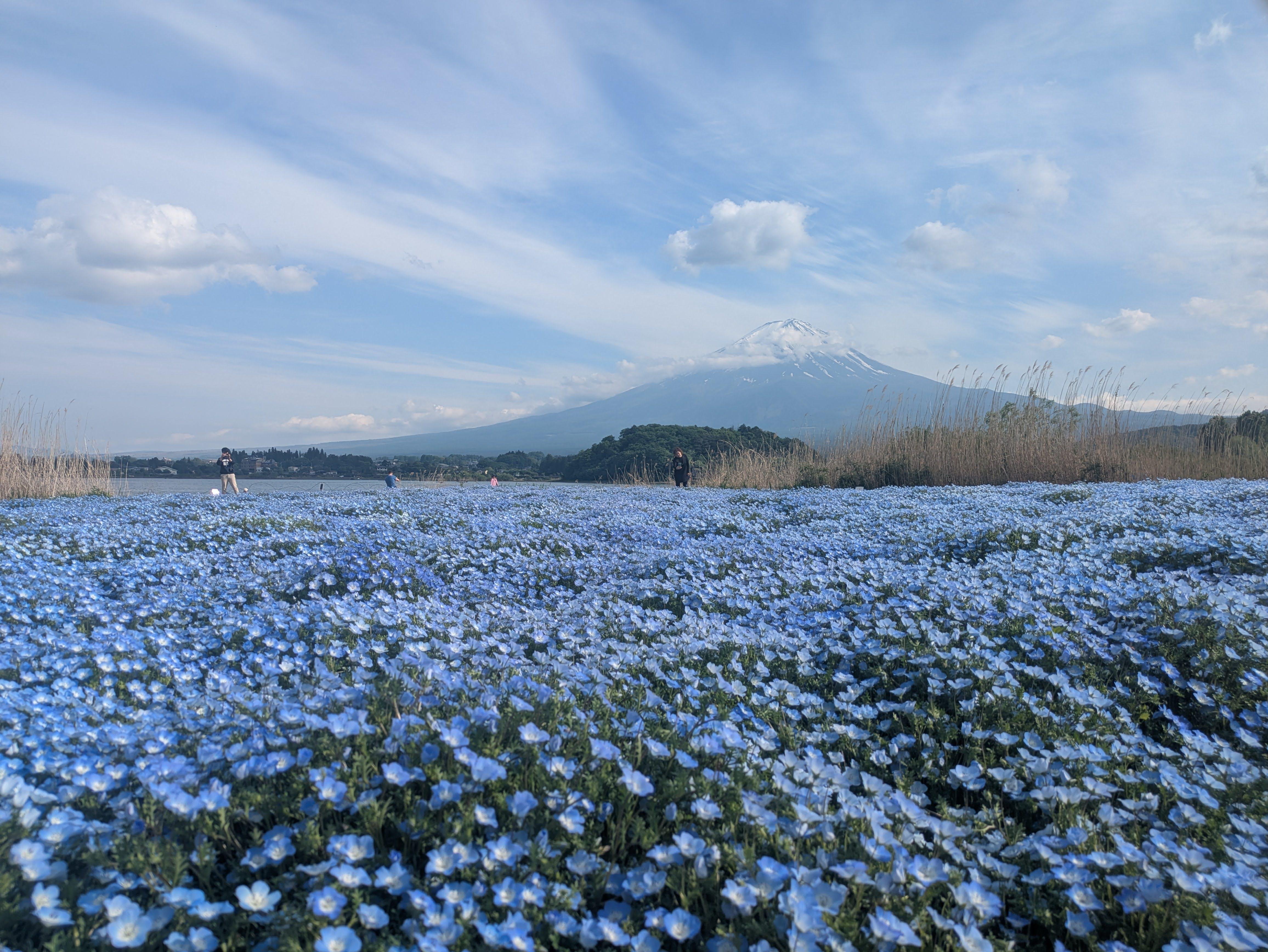 Private Mt. Fuji & Lake Kawaguchi Half-Day Excursion