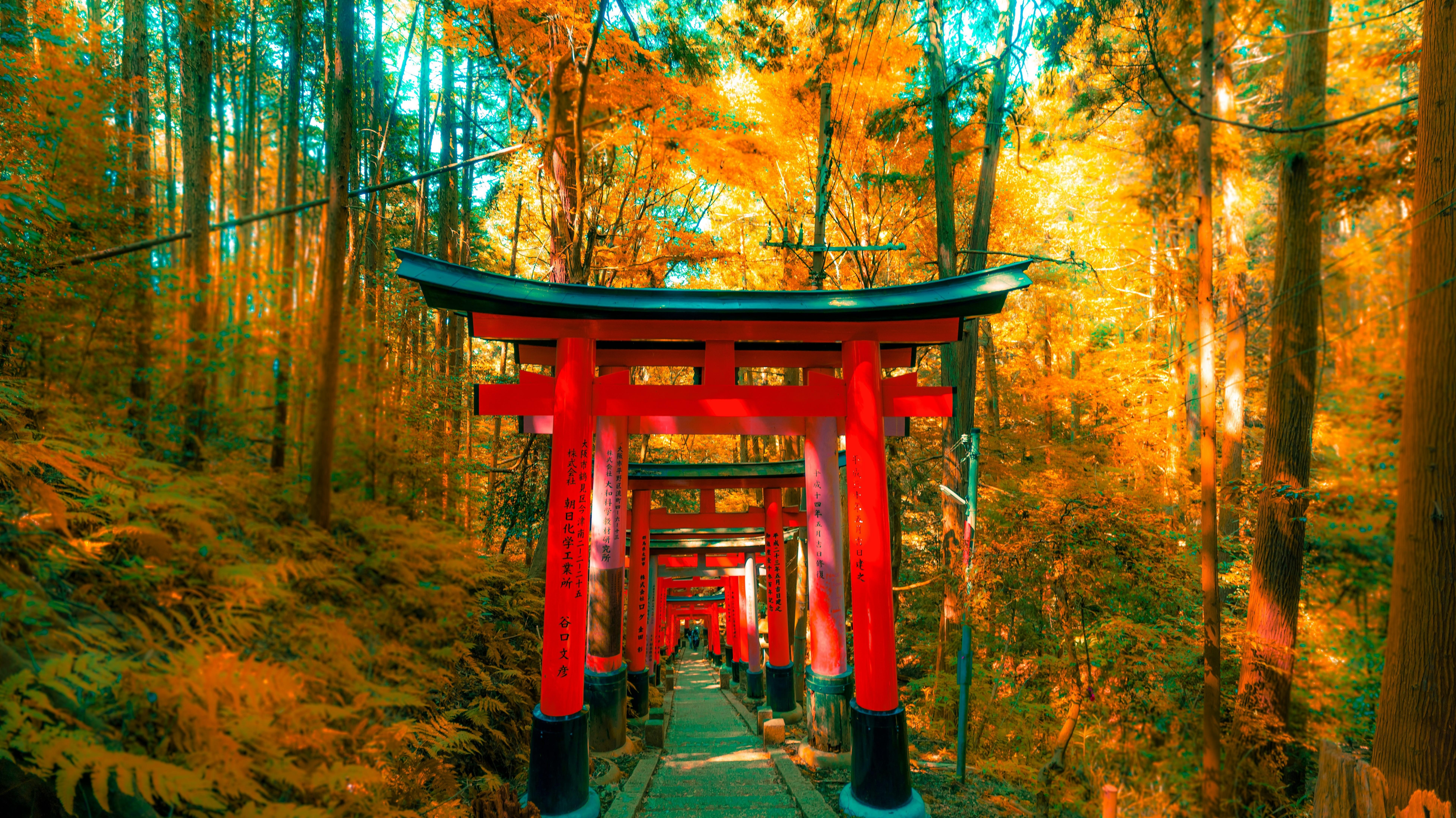Kyoto Early Bird: Fushimi Inari, Nijo Castle & Kinkaku-ji