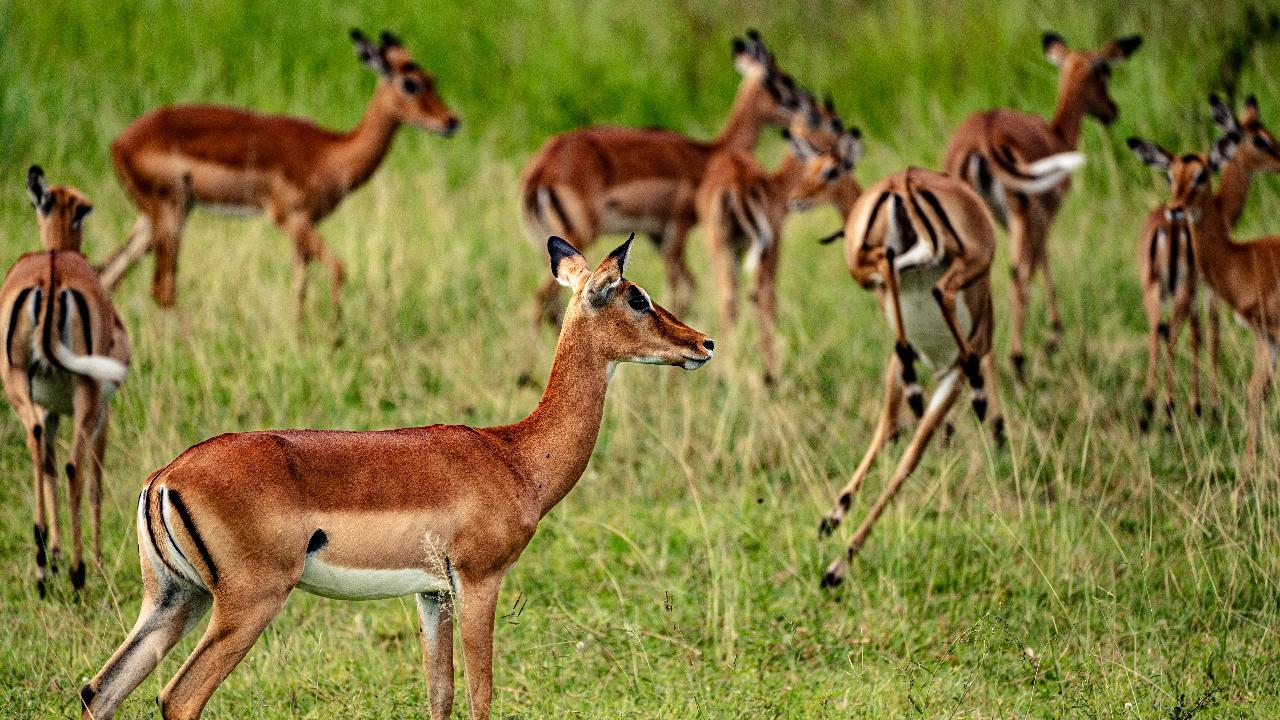 Zanzibar to Mikumi: Fly-In Safari Day Trip with Bush Lunch