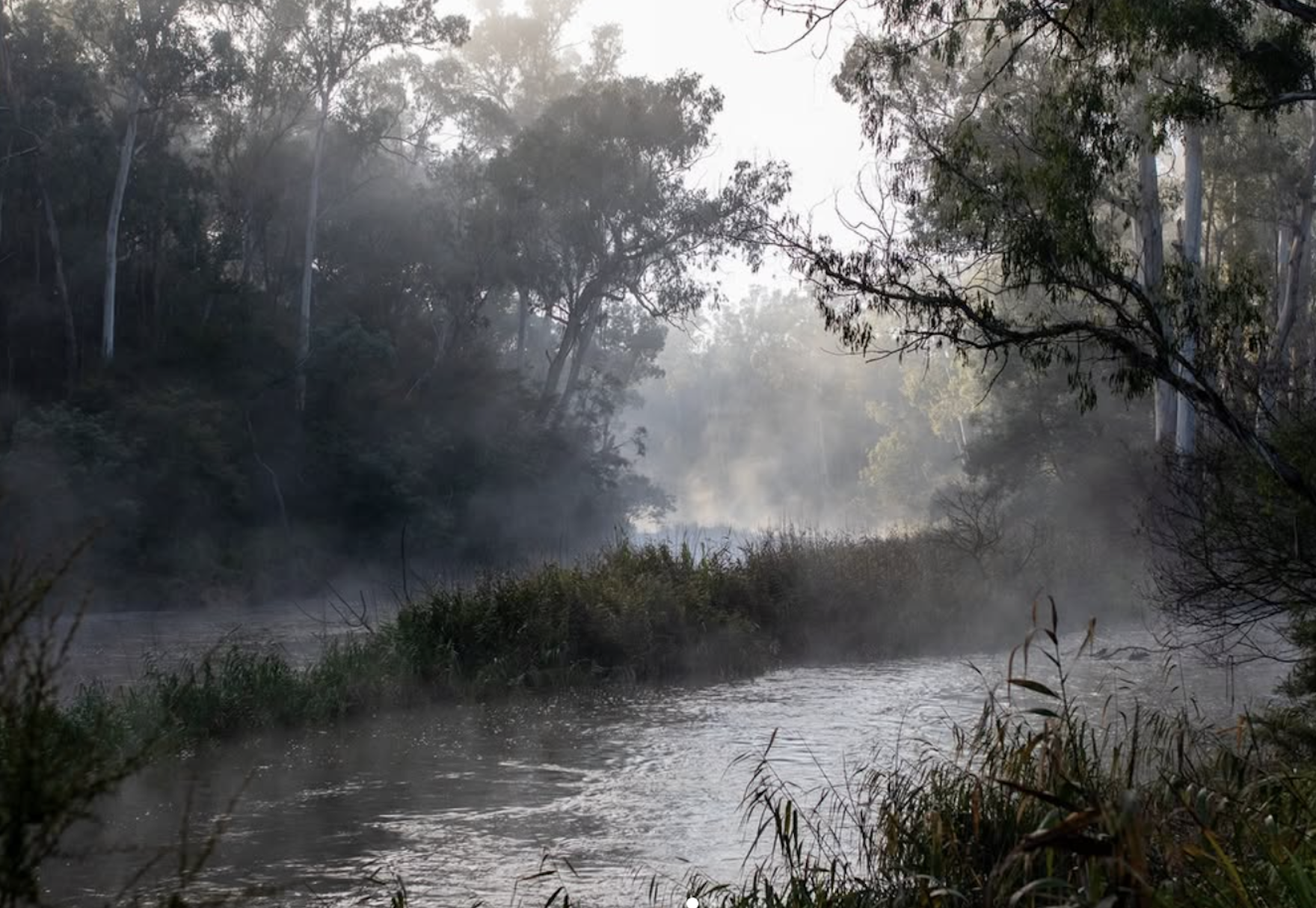Yarra River: 2 Hour Canoe Guided Nature Tour