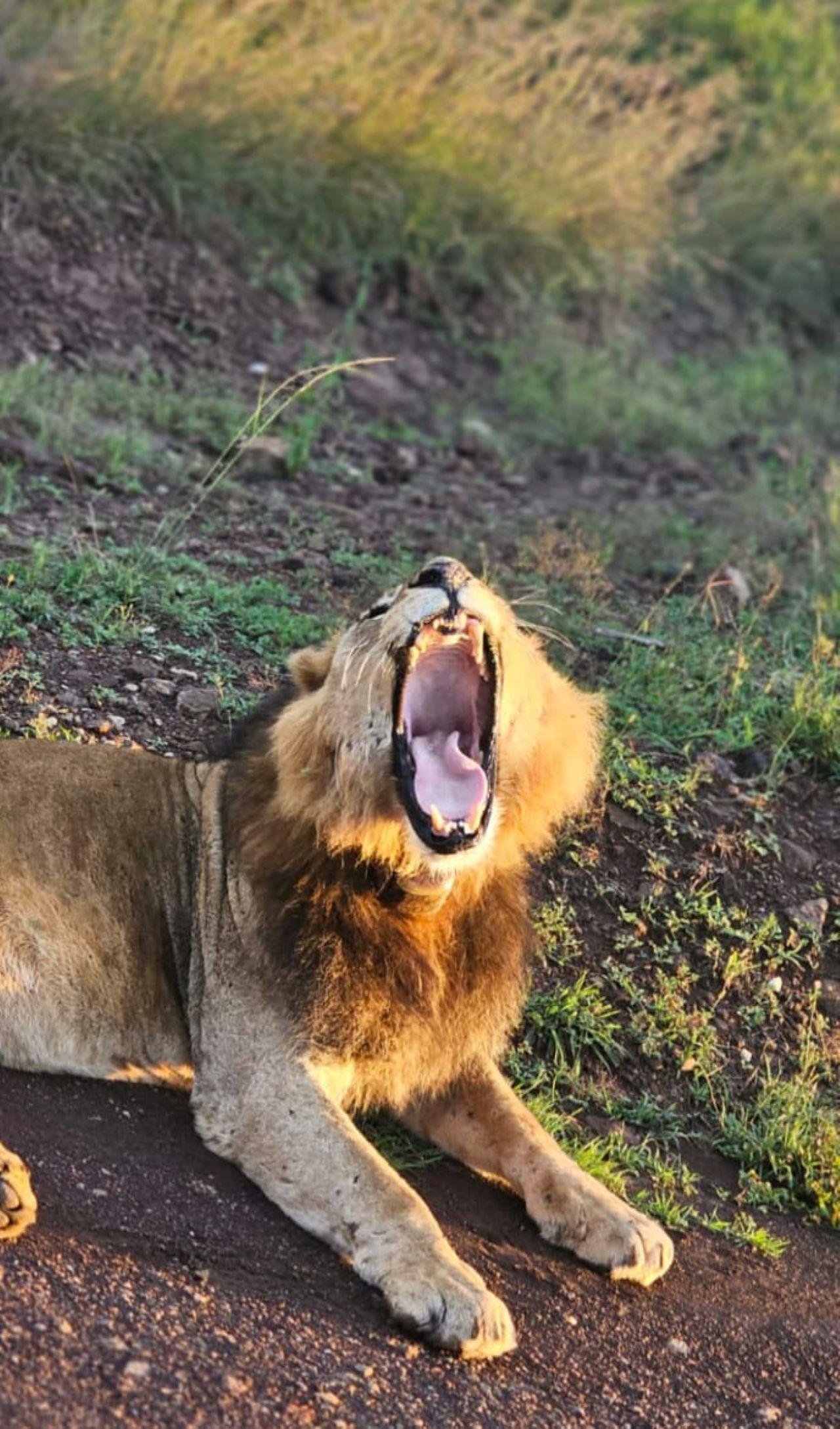 3-Day Maasai Mara Shared Jeep Safari from Nairobi