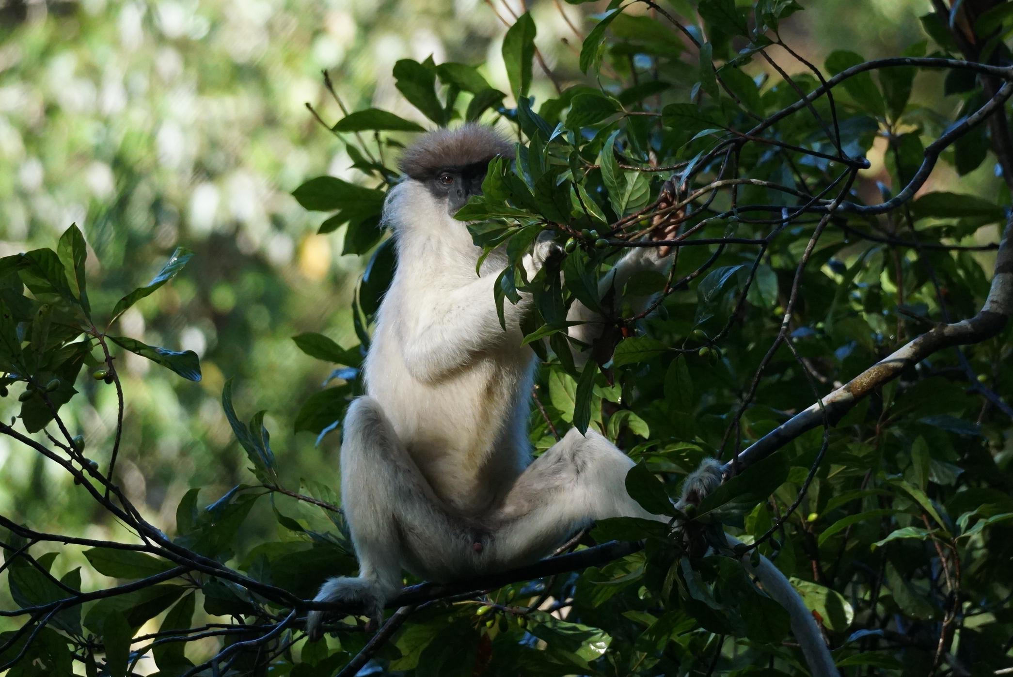 Sinharaja Rainforest White Monkey Wildlife Trek