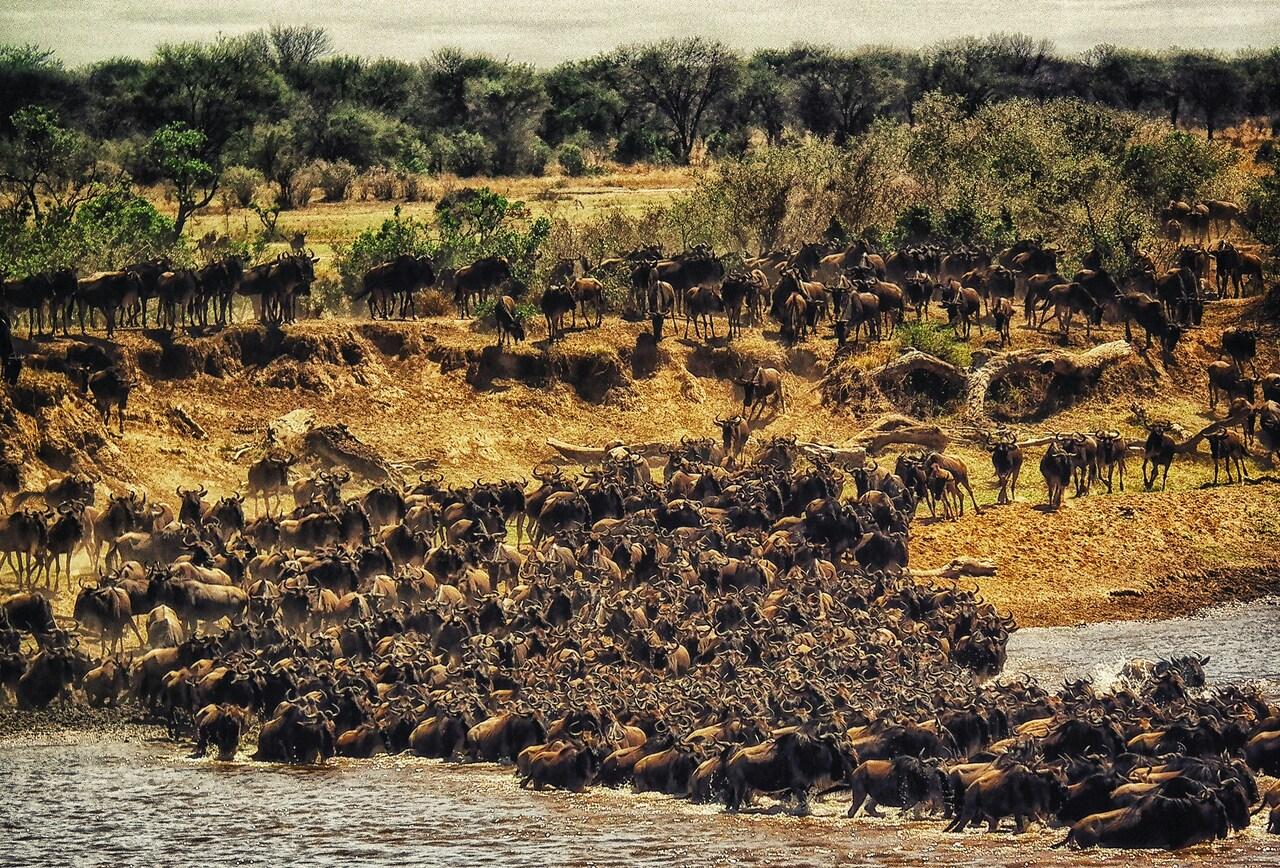 Full-Day Masai Mara Safari from Nairobi