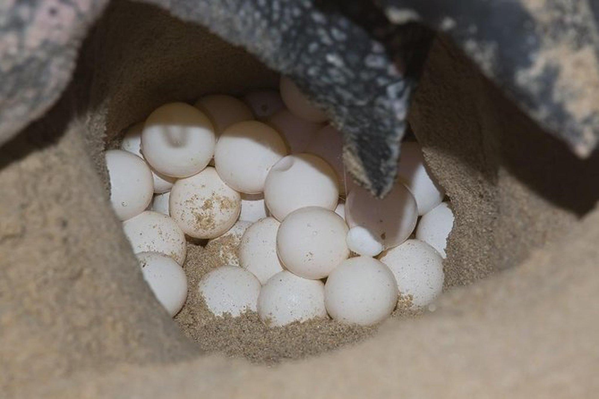 Tortuguero Beach Turtle Nesting Night Tour