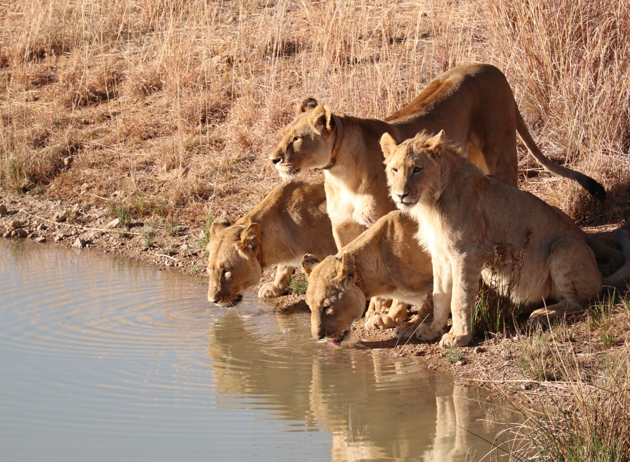 2-Day Selous Safari from Zanzibar with Flights & Lodge Stay