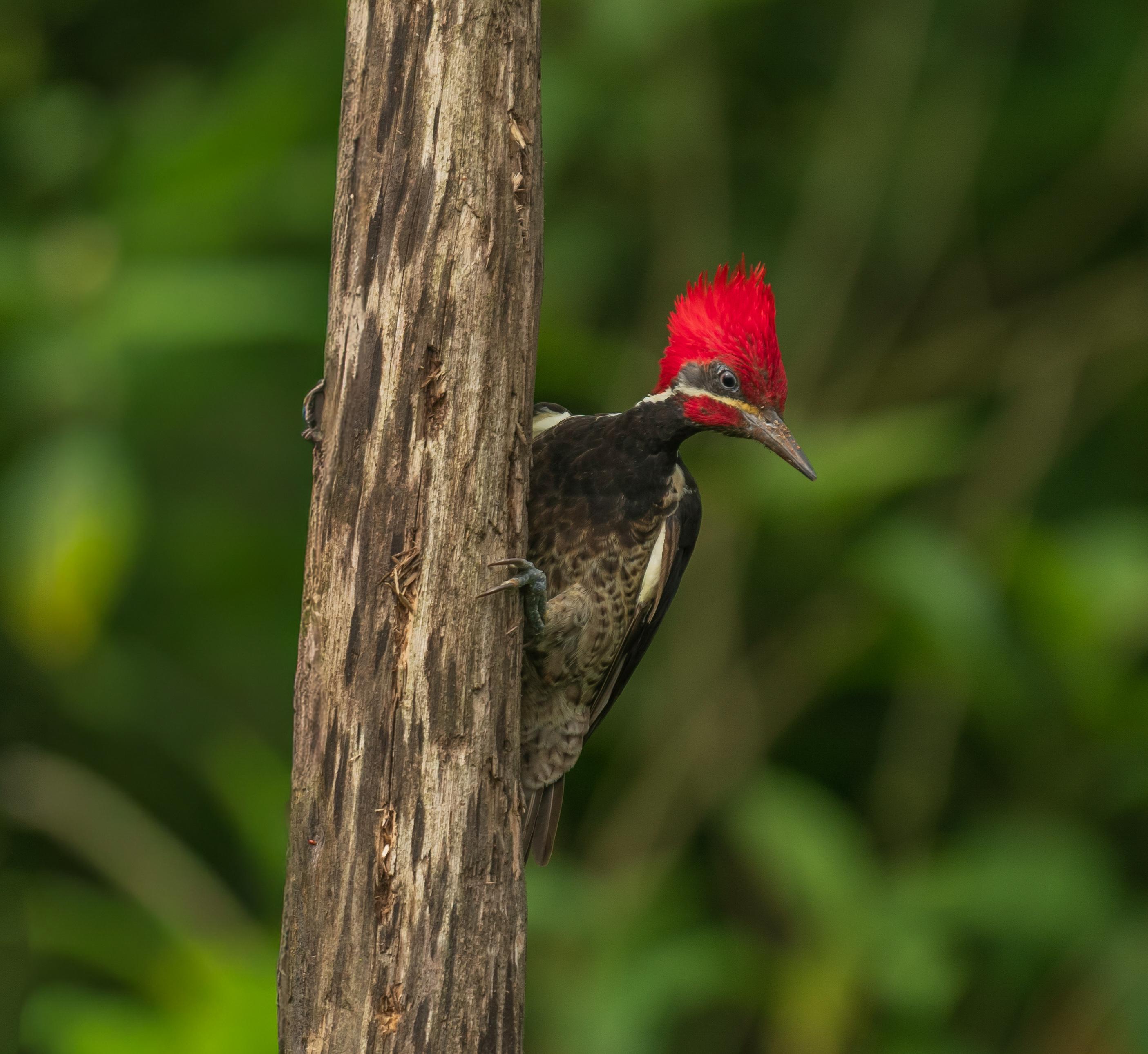 Mindo Cloud Forest Bird Expedition