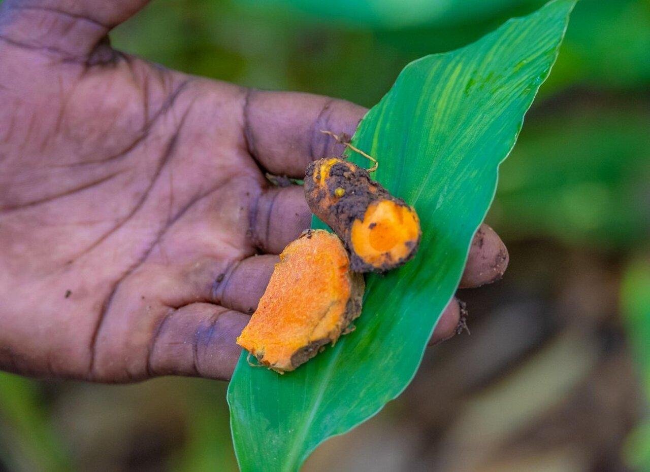 Zanzibar Spice Farm Discovery Tour