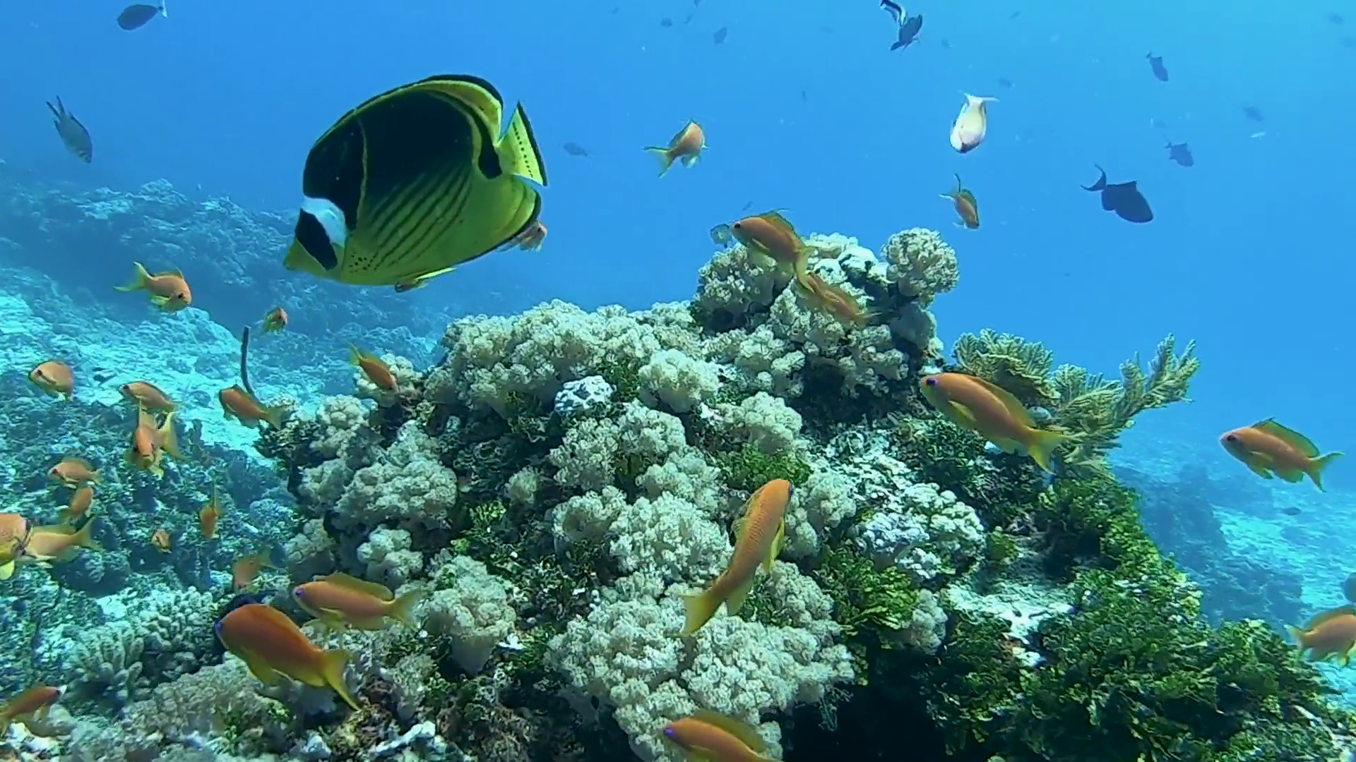 Mnemba Atoll Dolphin & Snorkel Boat Adventure from Kendwa or Nungwi