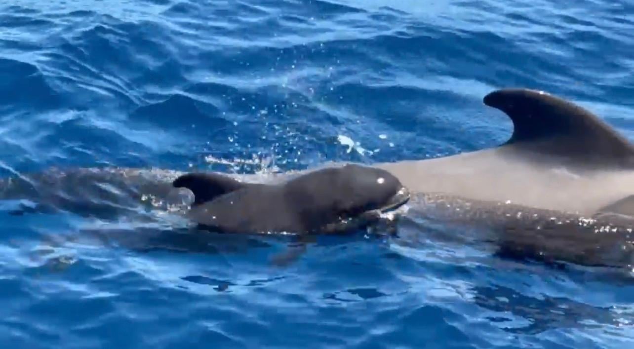 Tenerife Eco-Yacht Whale & Dolphin Watching Cruise