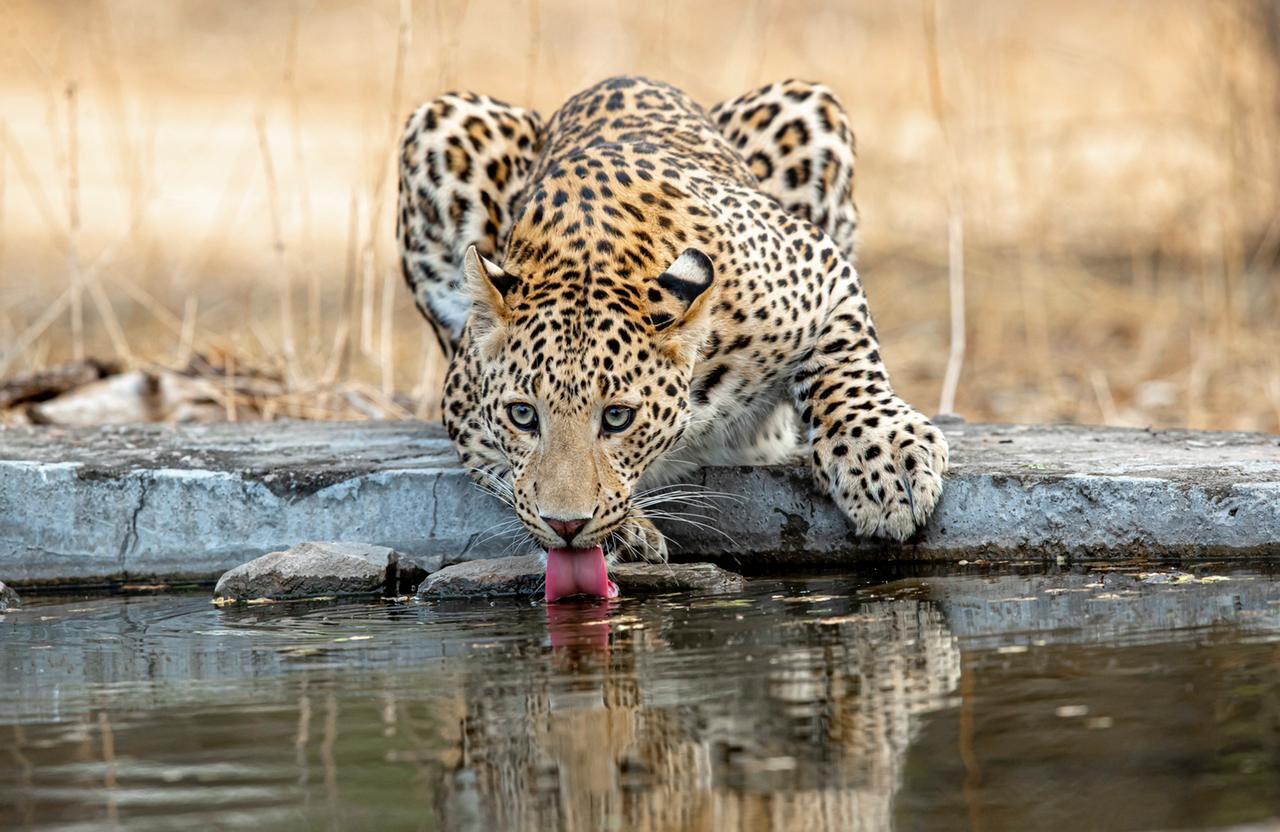 Jhalana Leopard Park Safari with Naturalist Guide
