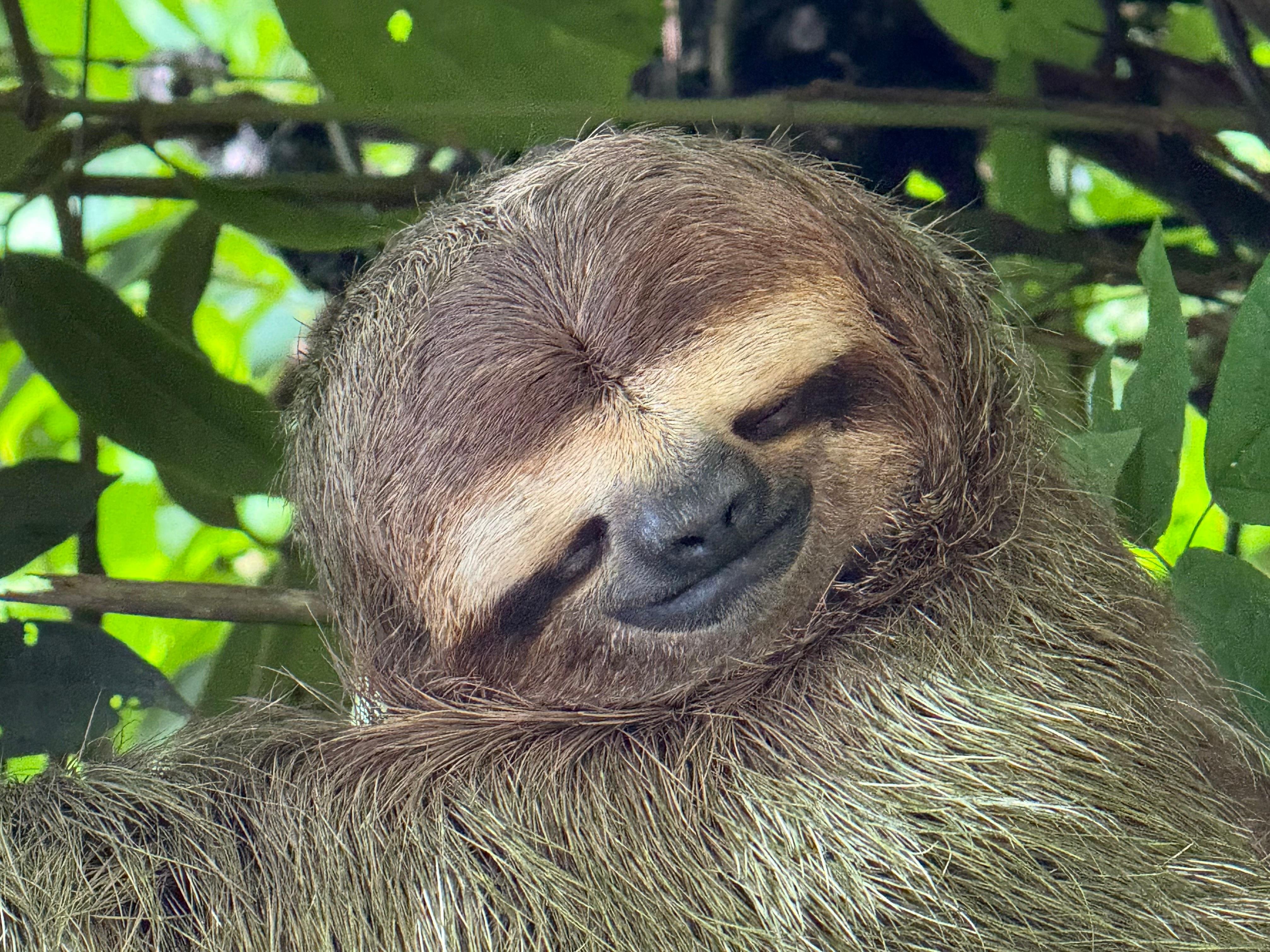 Manuel Antonio National Park: Wildlife Guided Tour with Entrance Fee