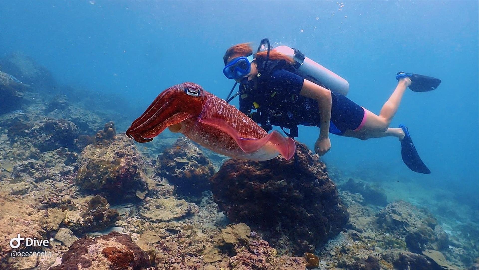 Koh Phi Phi Certified Diver Fun Dive Experience