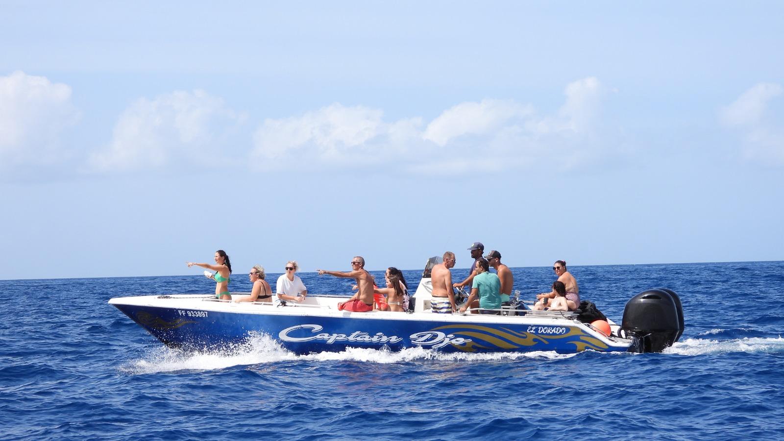 Caribbean Dolphin & Turtle Discovery Cruise