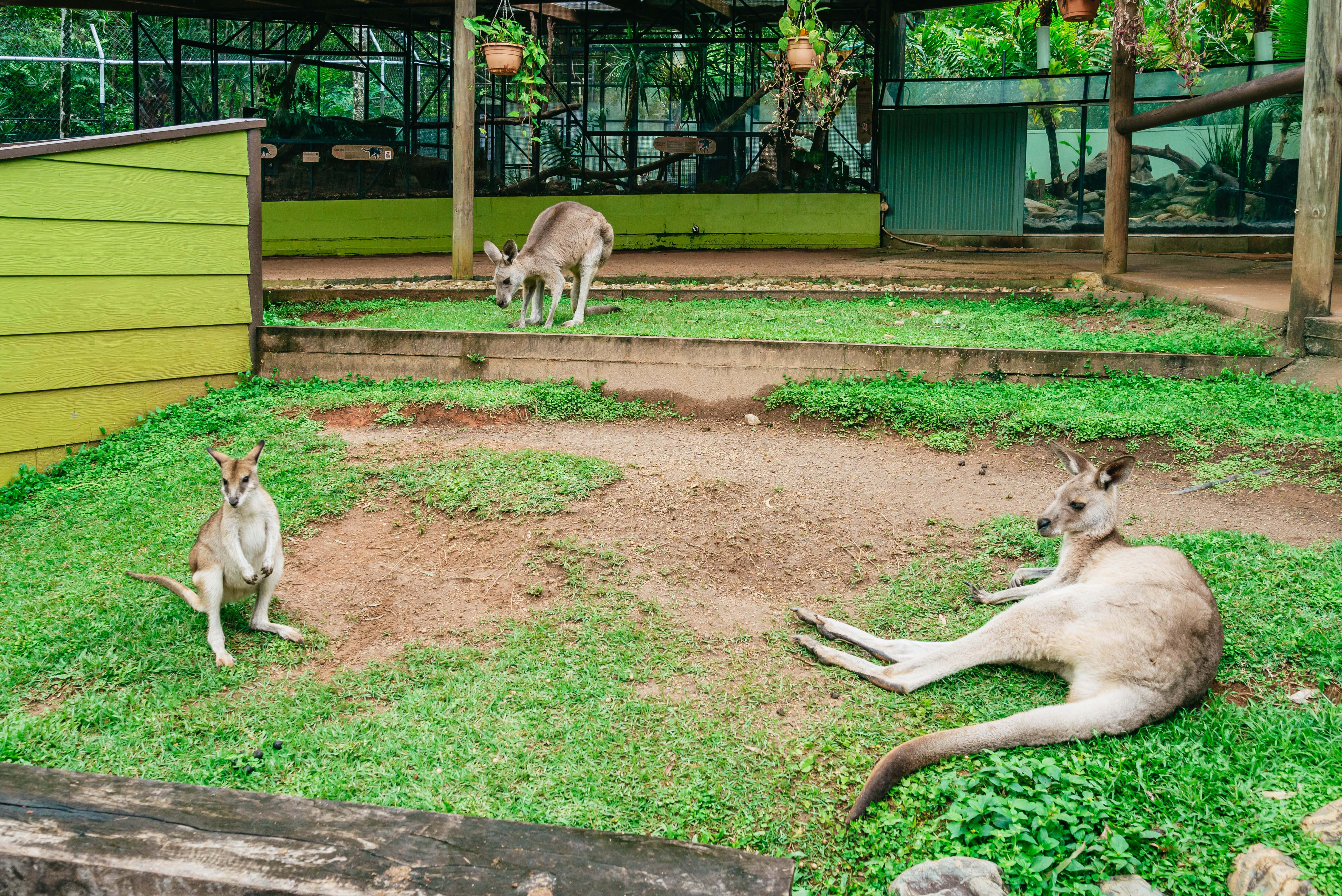 Kuranda Rainforest Full-Day Experience from Cairns