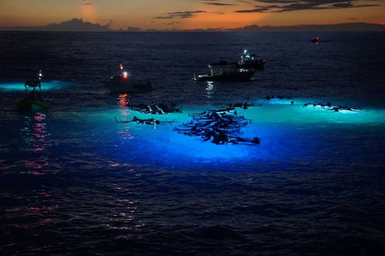 Kailua-Kona: Manta Ray Watching Nighttime Boat Trip - 2026 (Verified Reviews)