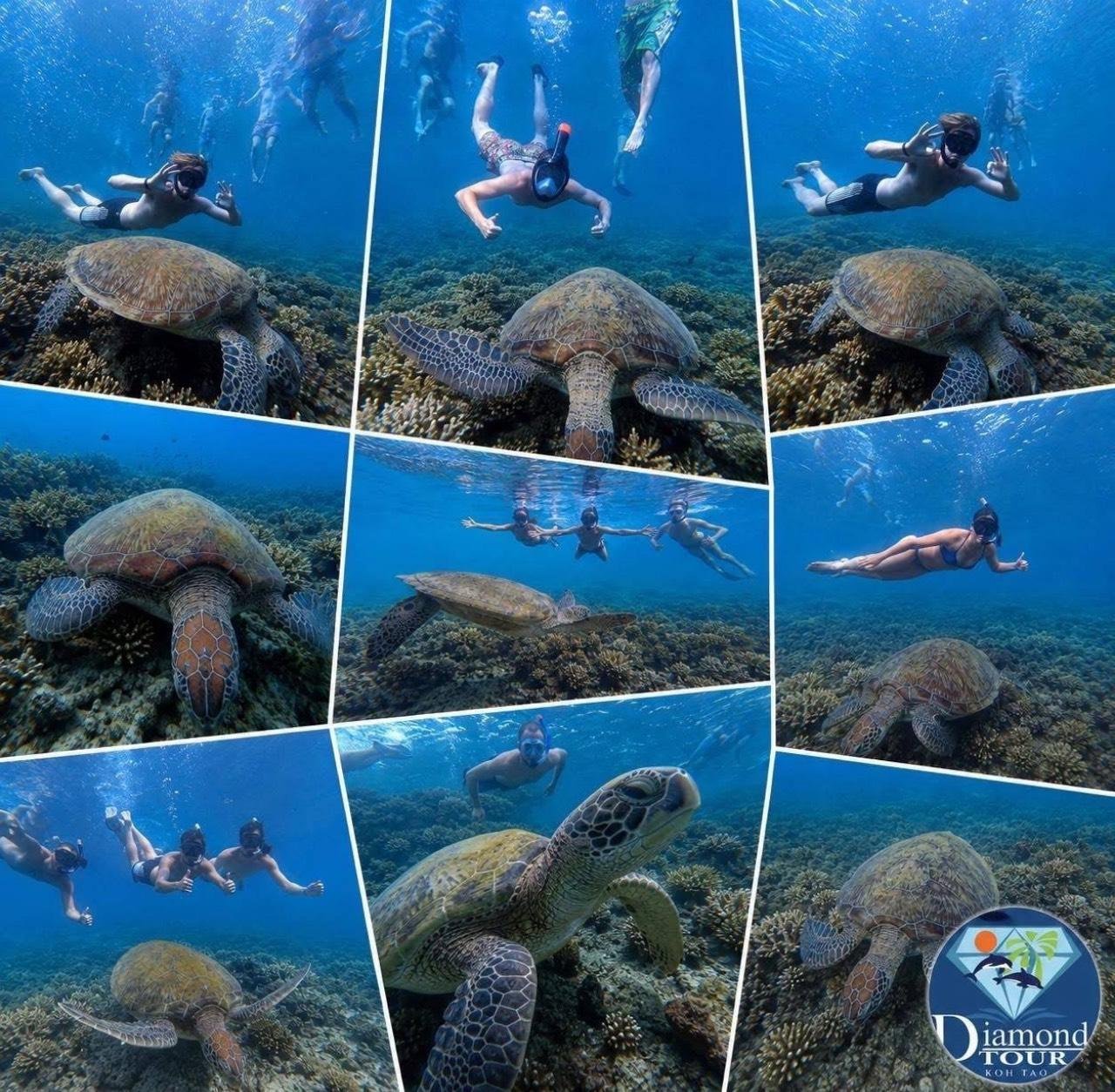 Koh Tao Full-Day Snorkeling Adventure with Lunch