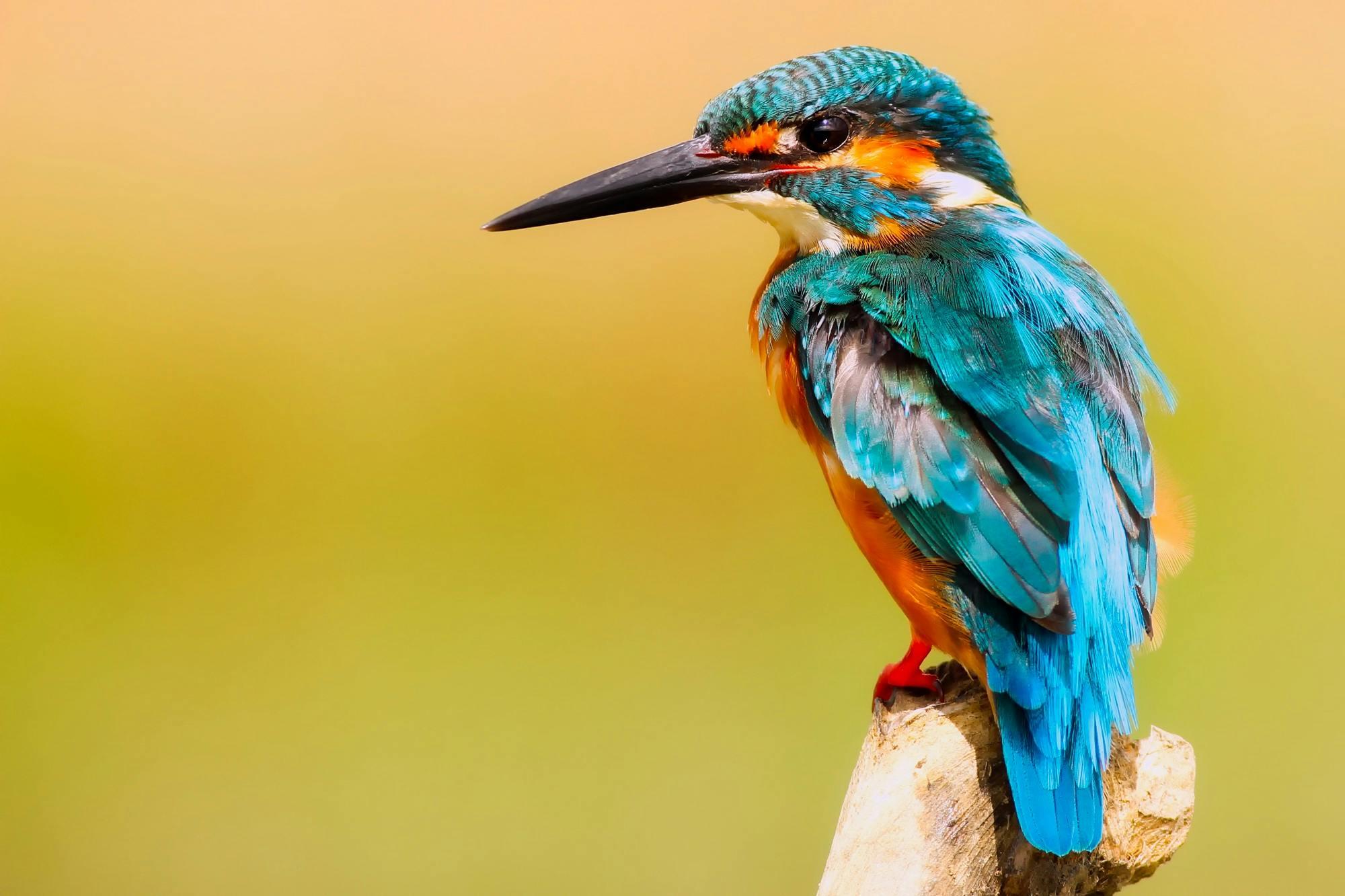 Muthurajawela Wetland Birdwatching Boat Tour