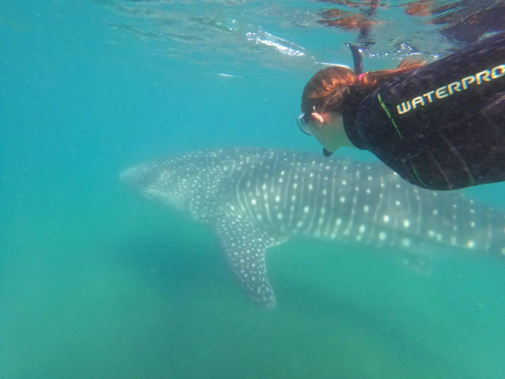 La Paz Whale Shark Snorkeling Expedition with Marine Biologist