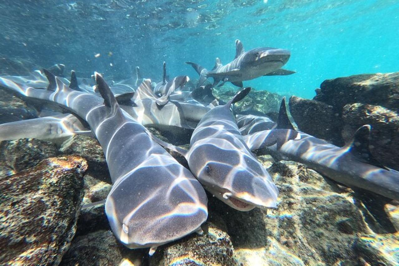 Isabela Island & Tintorera Islet Expedition from Puerto Ayora