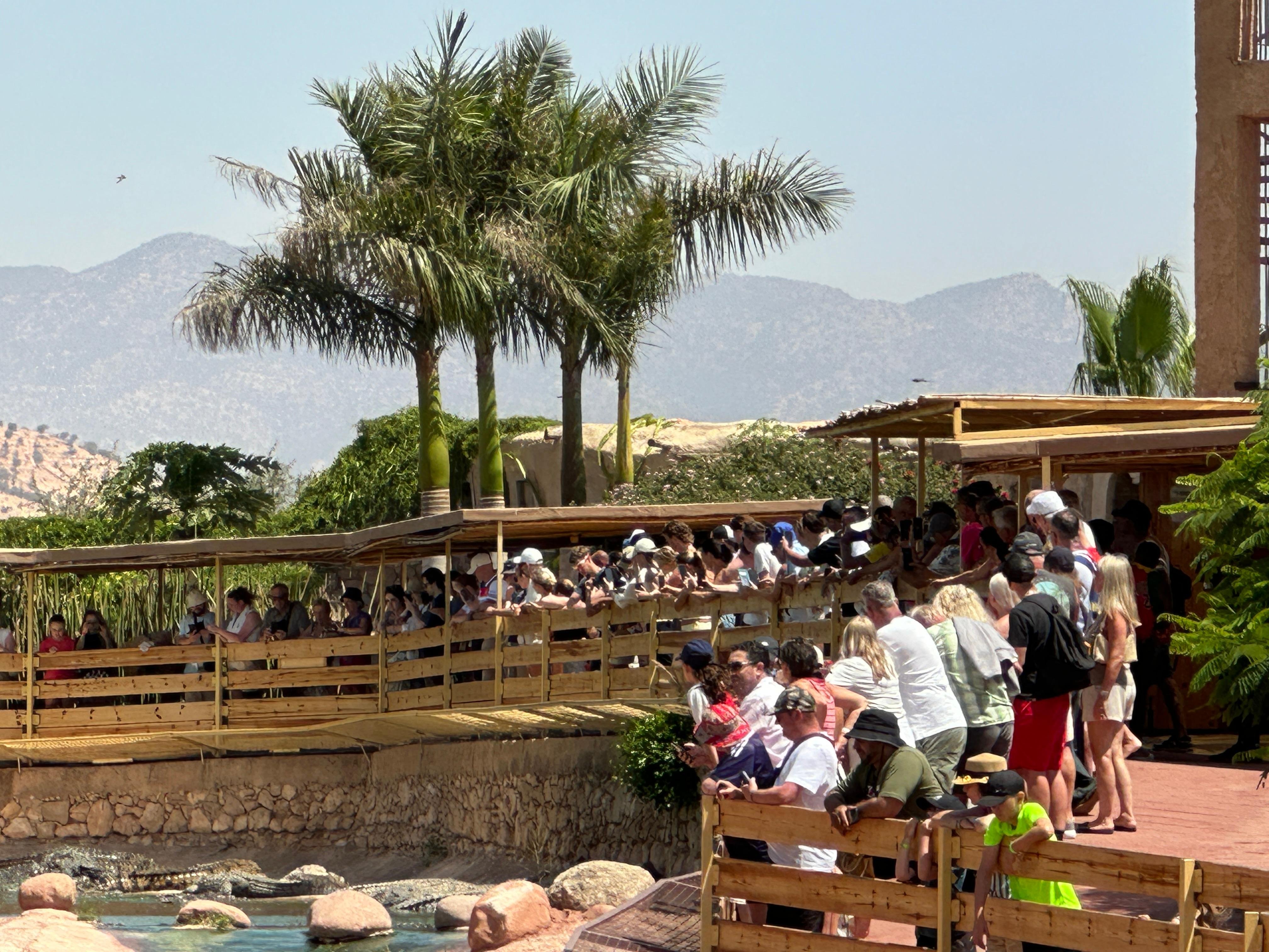 Agadir: Argan Goats and Crocoparc Excursion