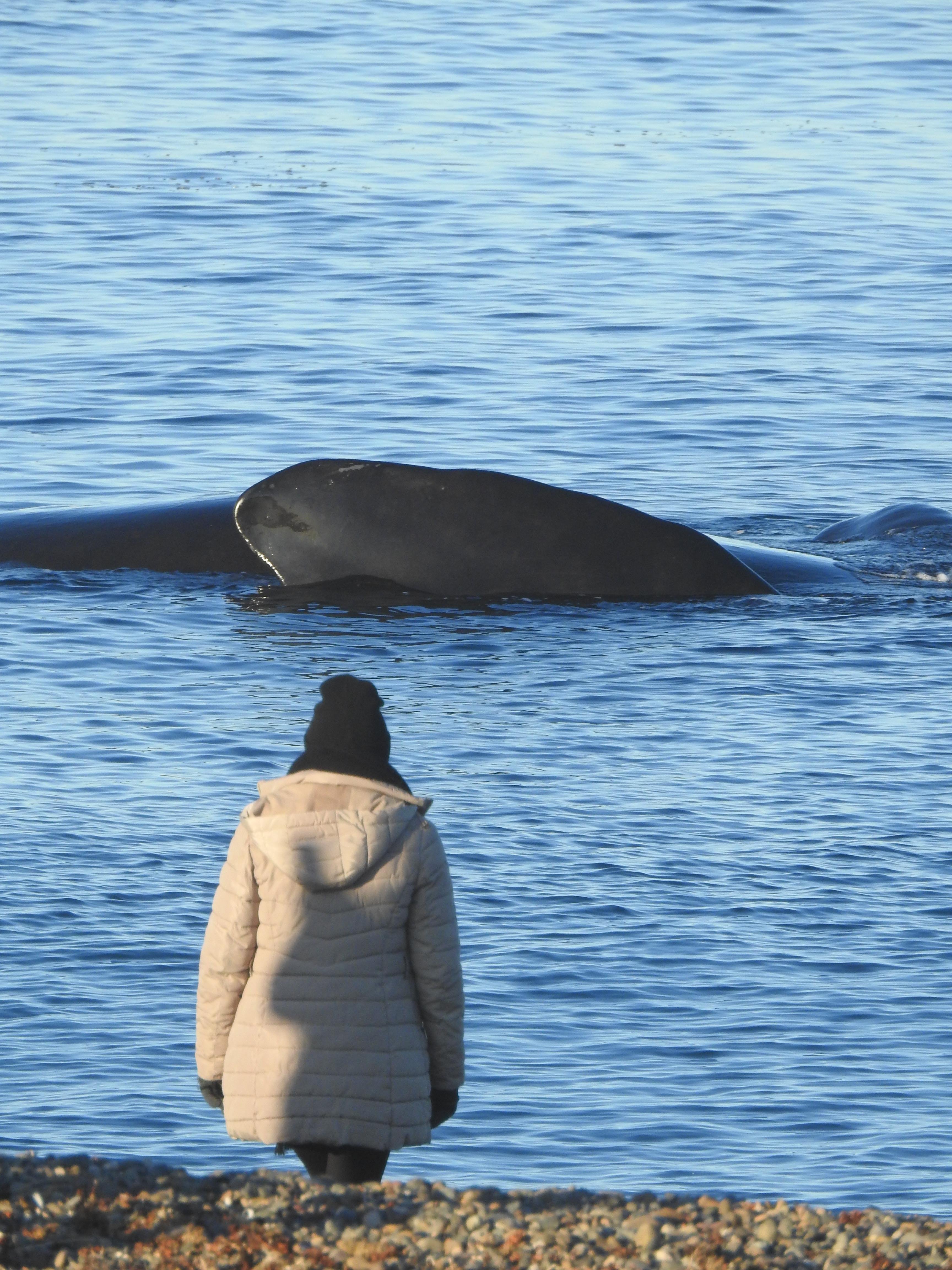 Peninsula Valdés Whale Watching Adventure