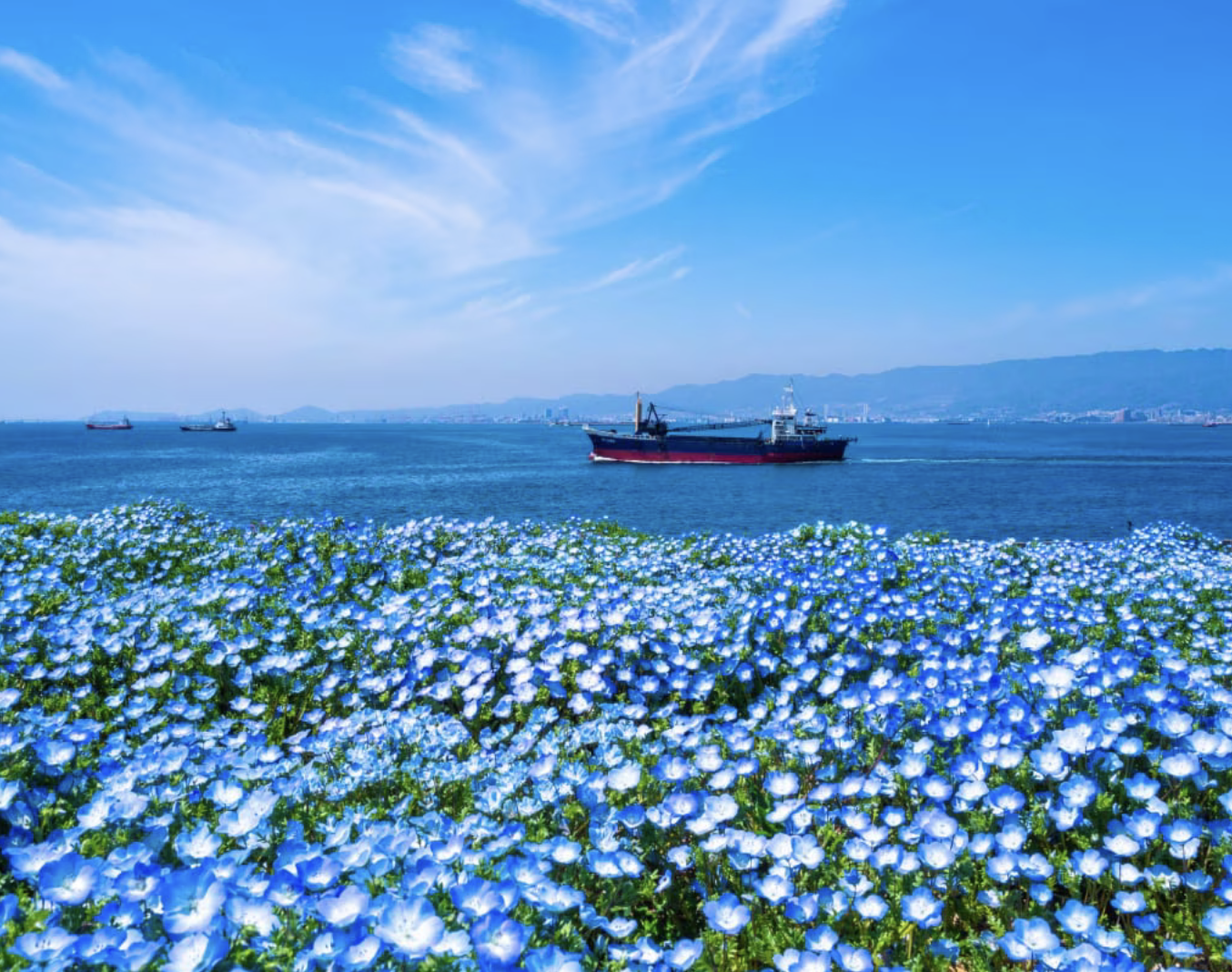 Osaka Nemophila Festival & Aquarium Spring Day Trip