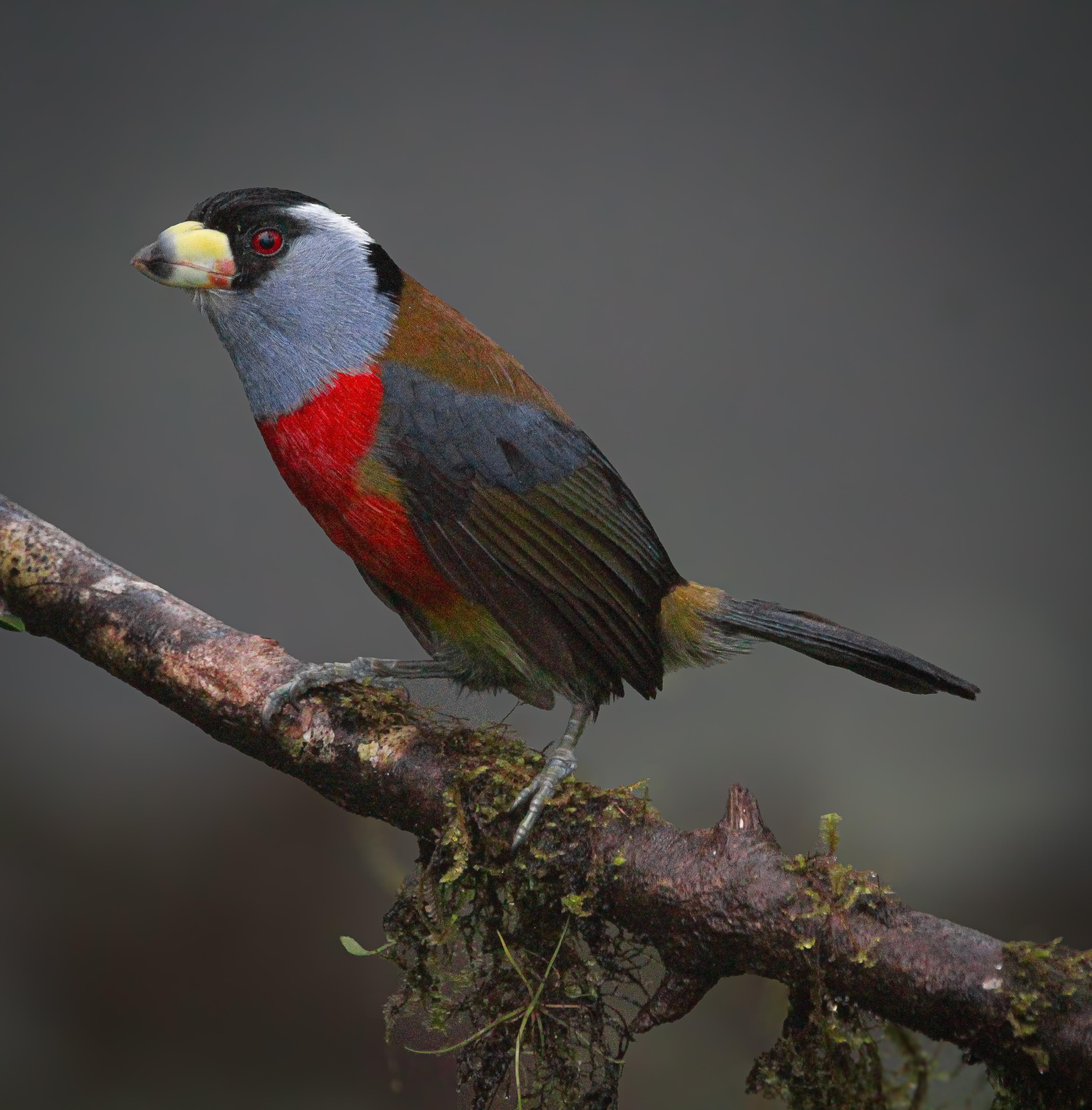Mindo Cloud Forest: Birds, Butterflies & Chocolate