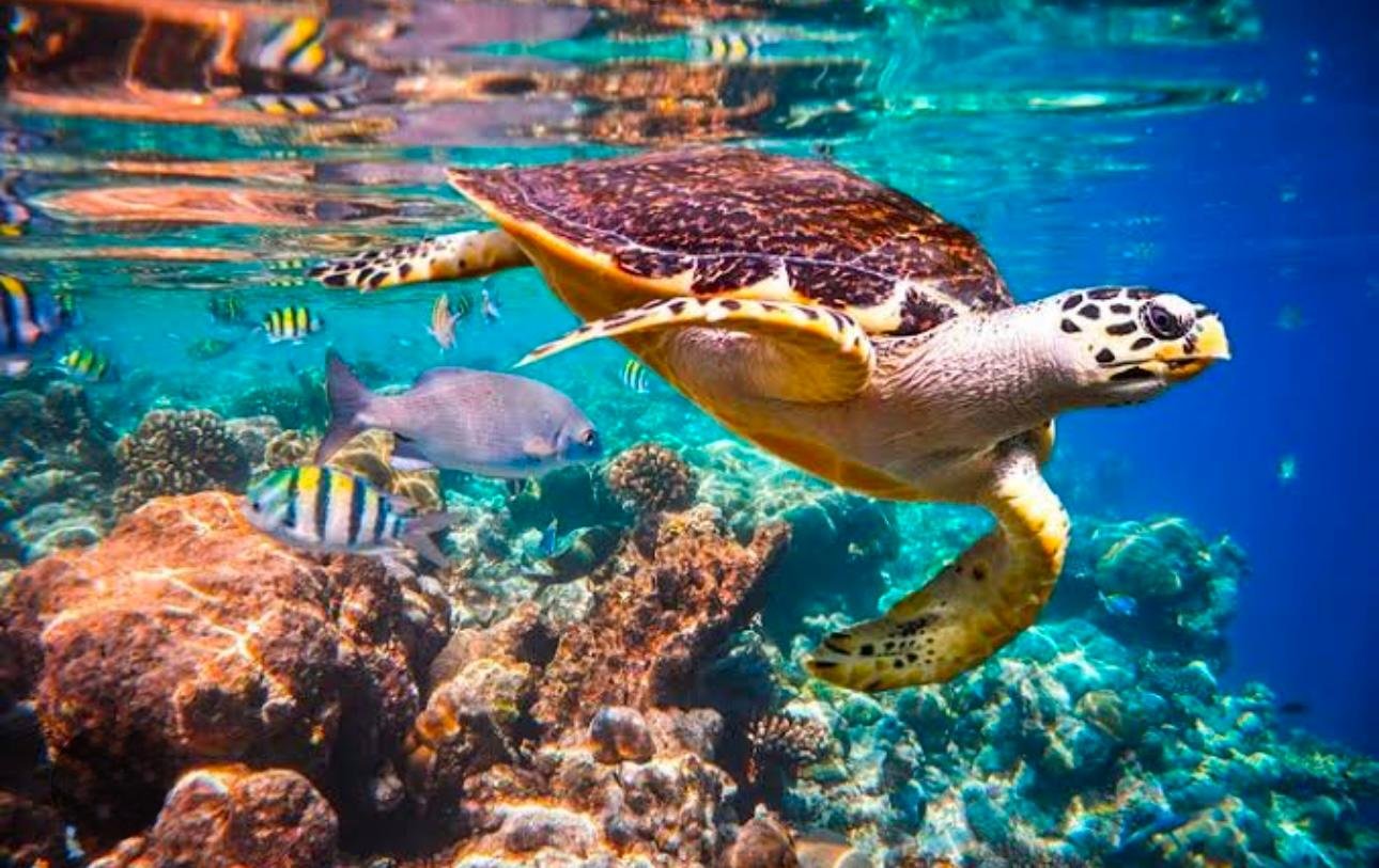 Jozani Forest & Salaam Cave with Turtle Encounter