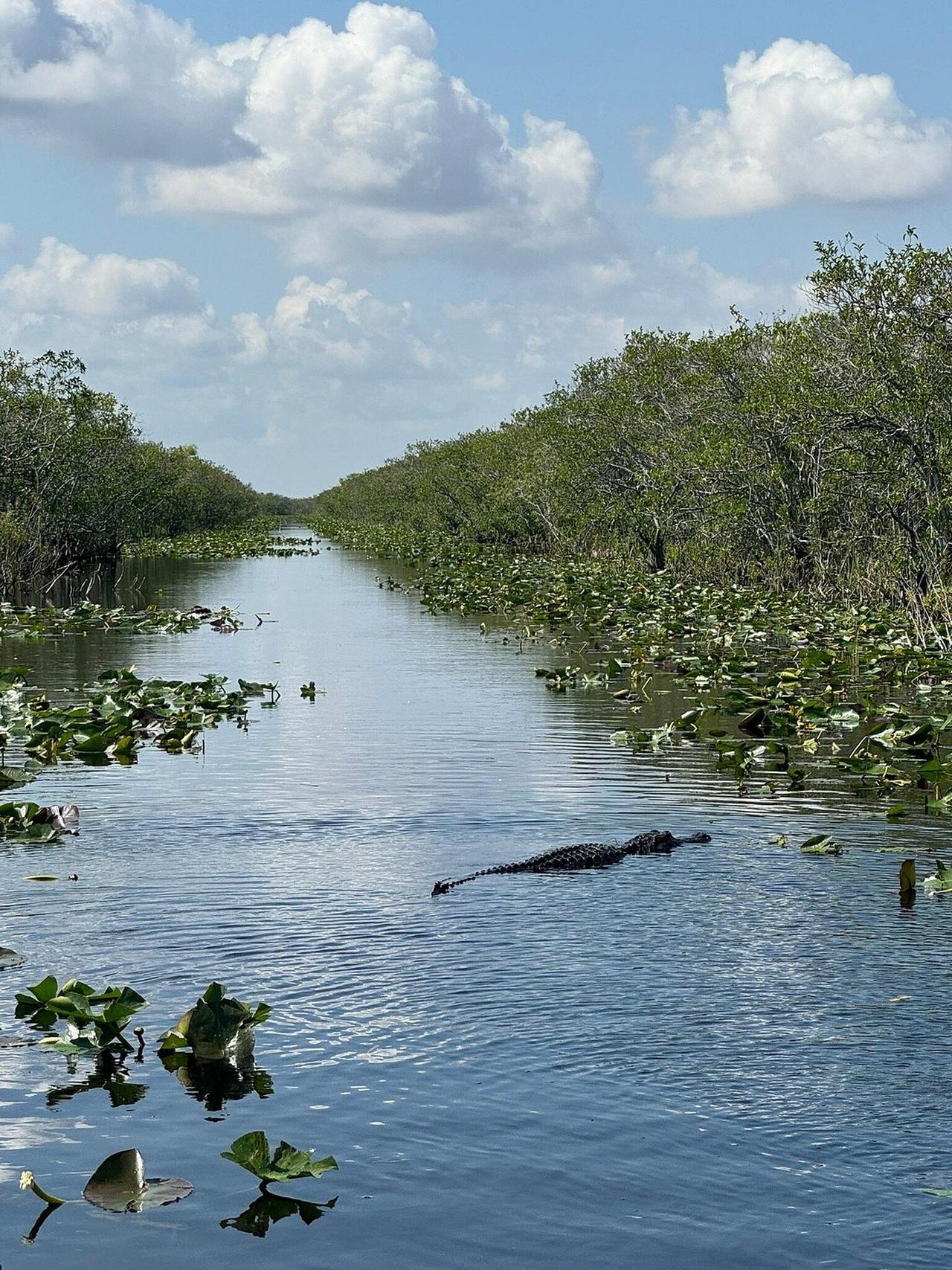 Everglades Small-Group Airboat Adventure