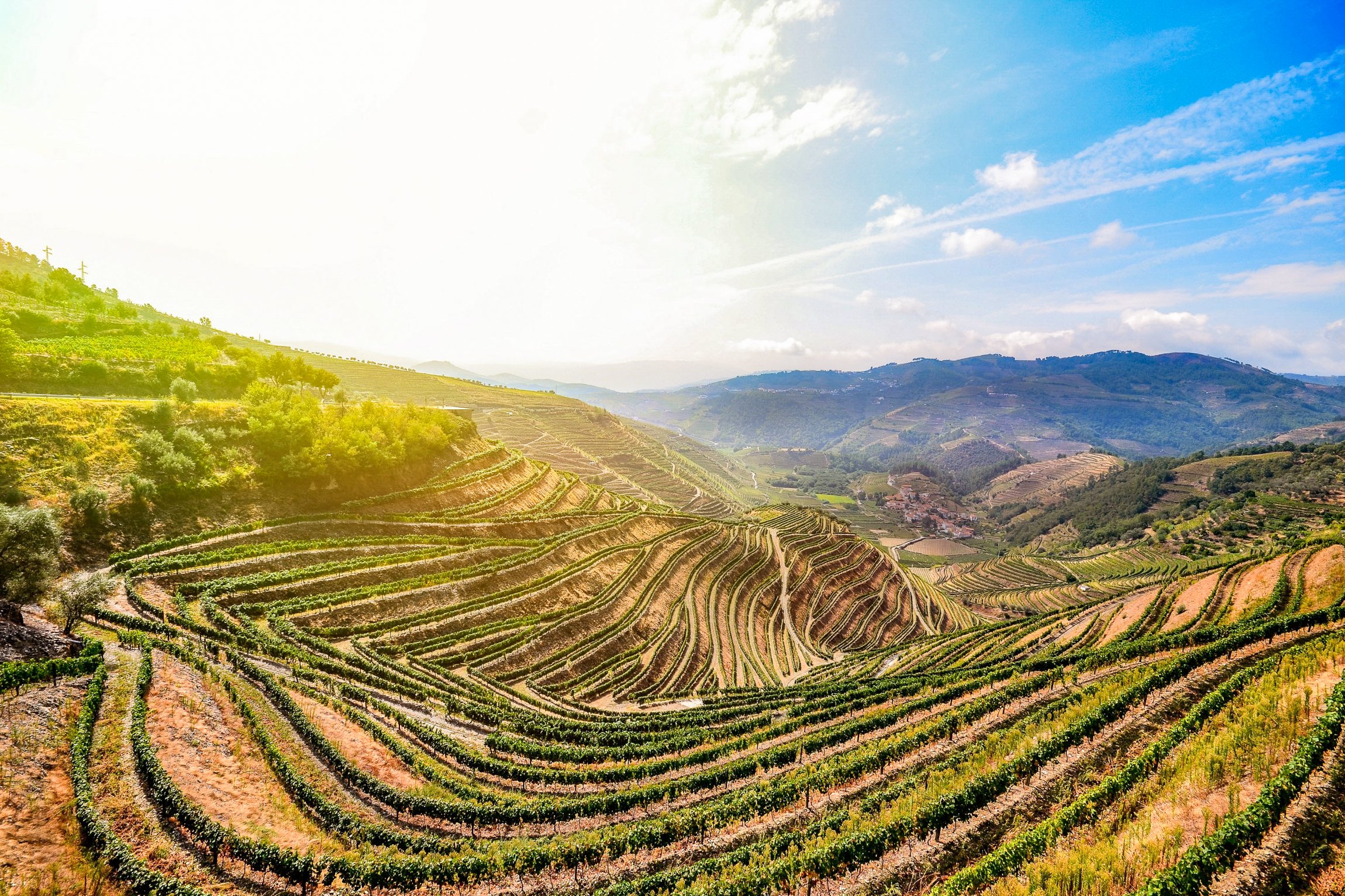 Douro Valley Day Trip: Boat Cruise, Wine Tasting & Traditional Lunch from Porto