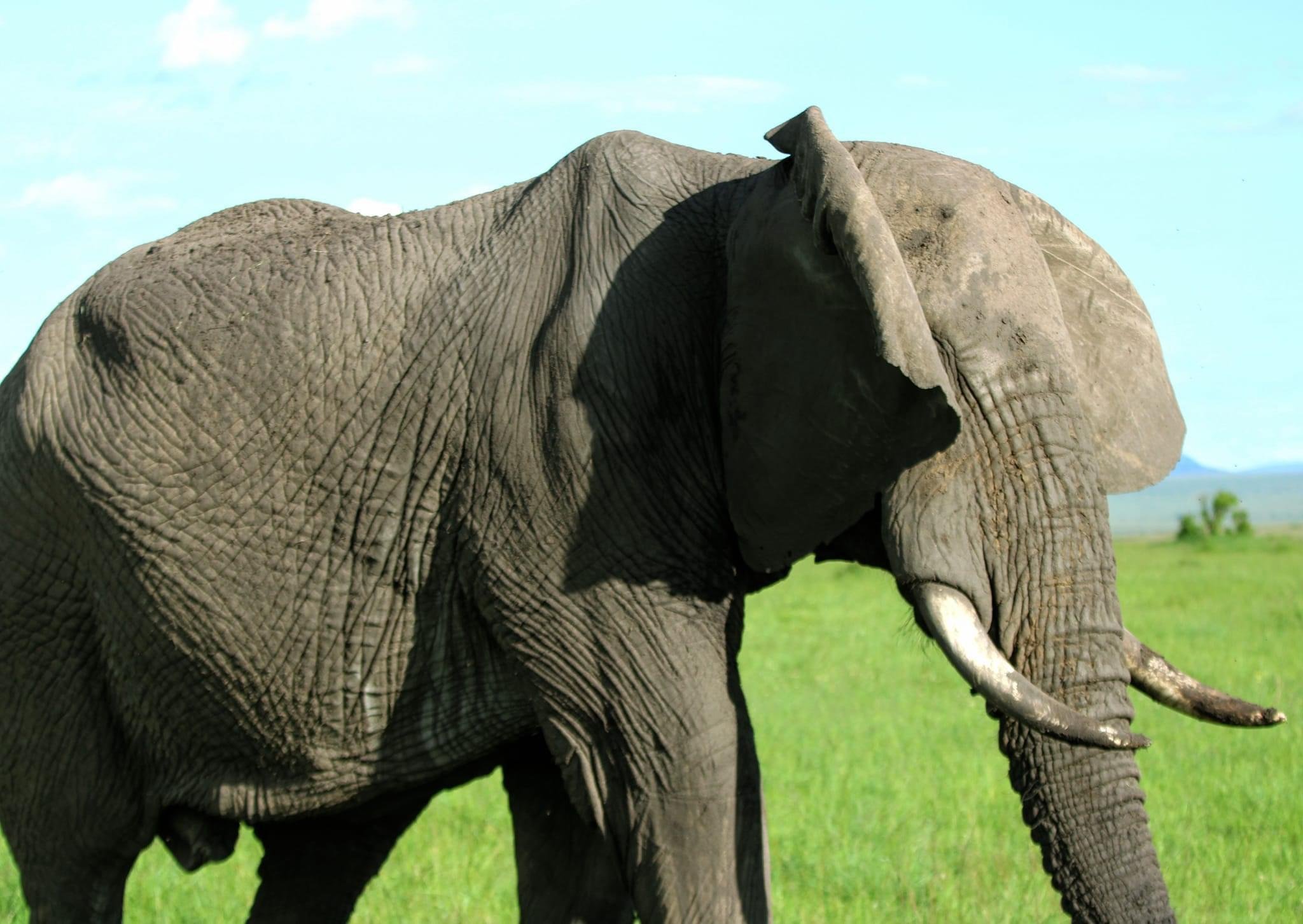 Chobe Morning Safari from Victoria Falls & Livingstone